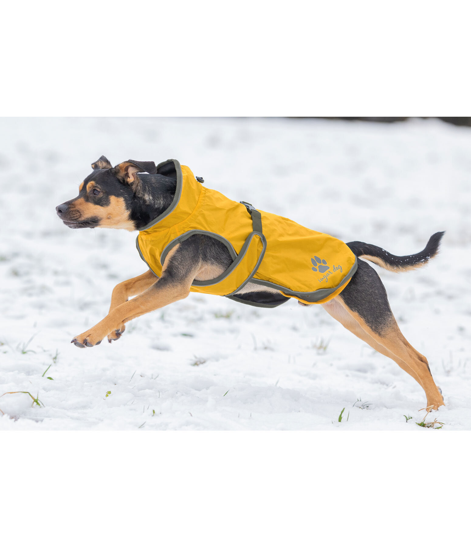 Manteau avec doublure en polaire Teddy pour chien Archie, 160 g
