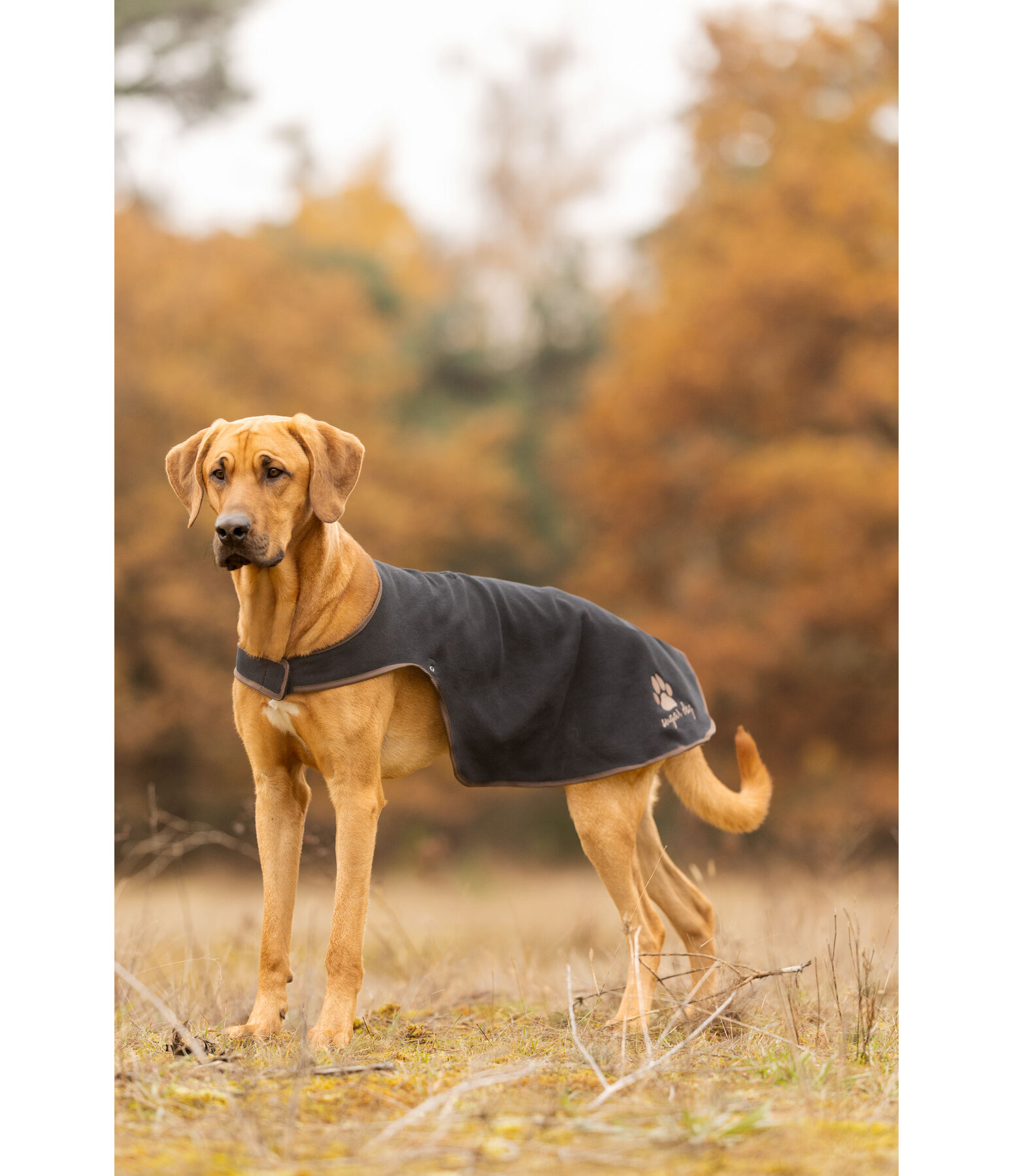 Manteau de pluie pour chien  Eldoro II avec doublure int�rieure en polaire, 0g
