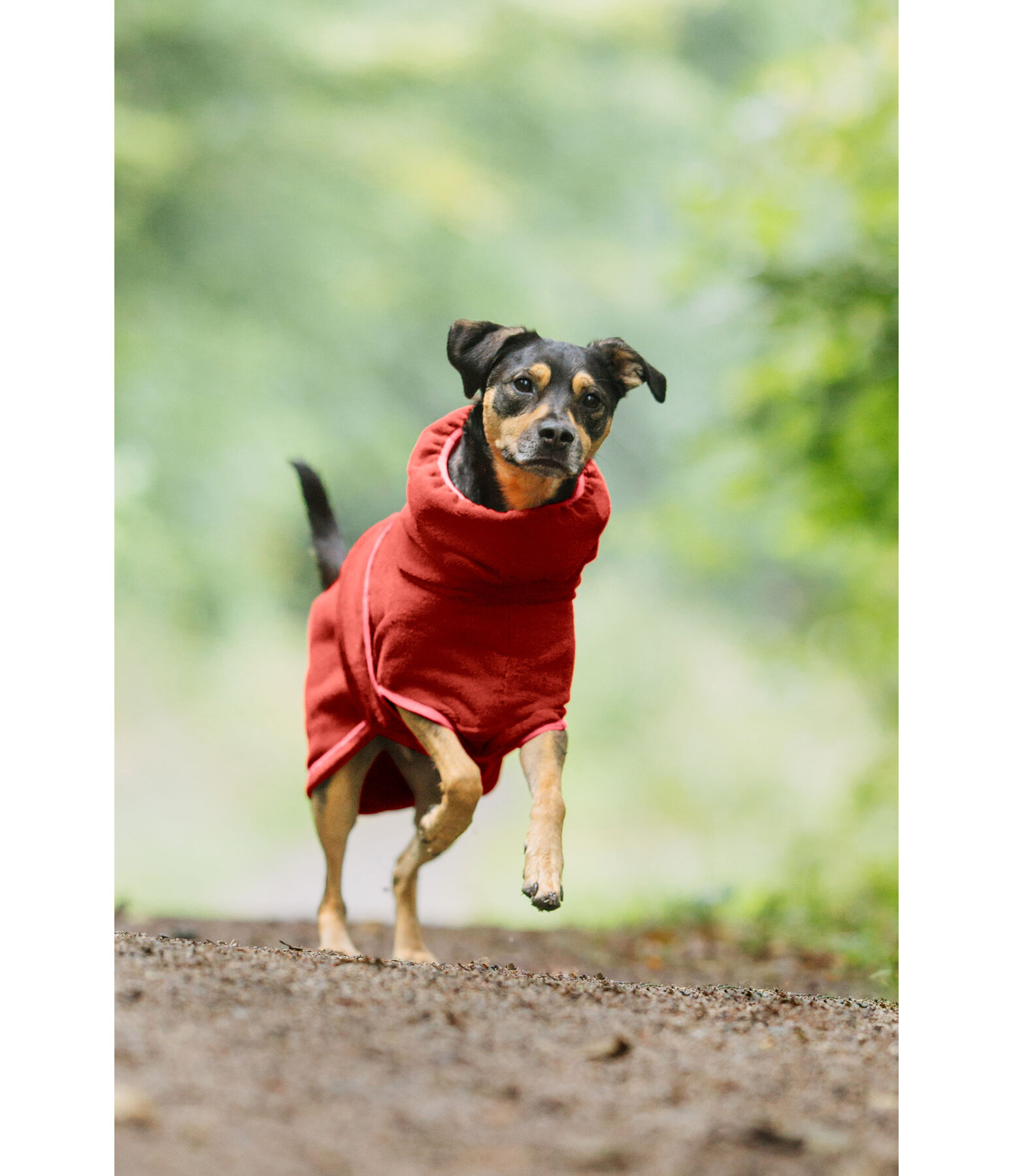 Chemise schante pour chien  Dry Dog II