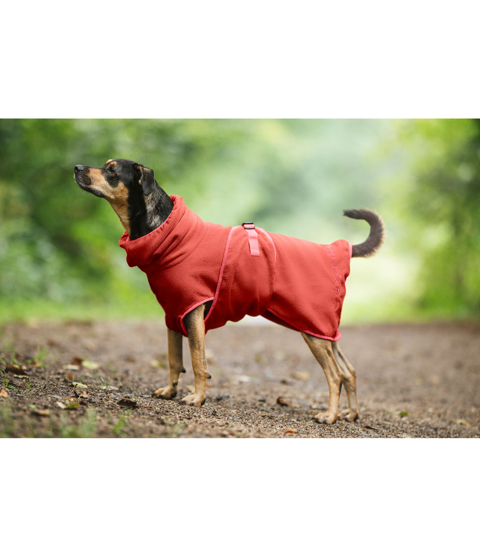 Chemise schante pour chien  Dry Dog II