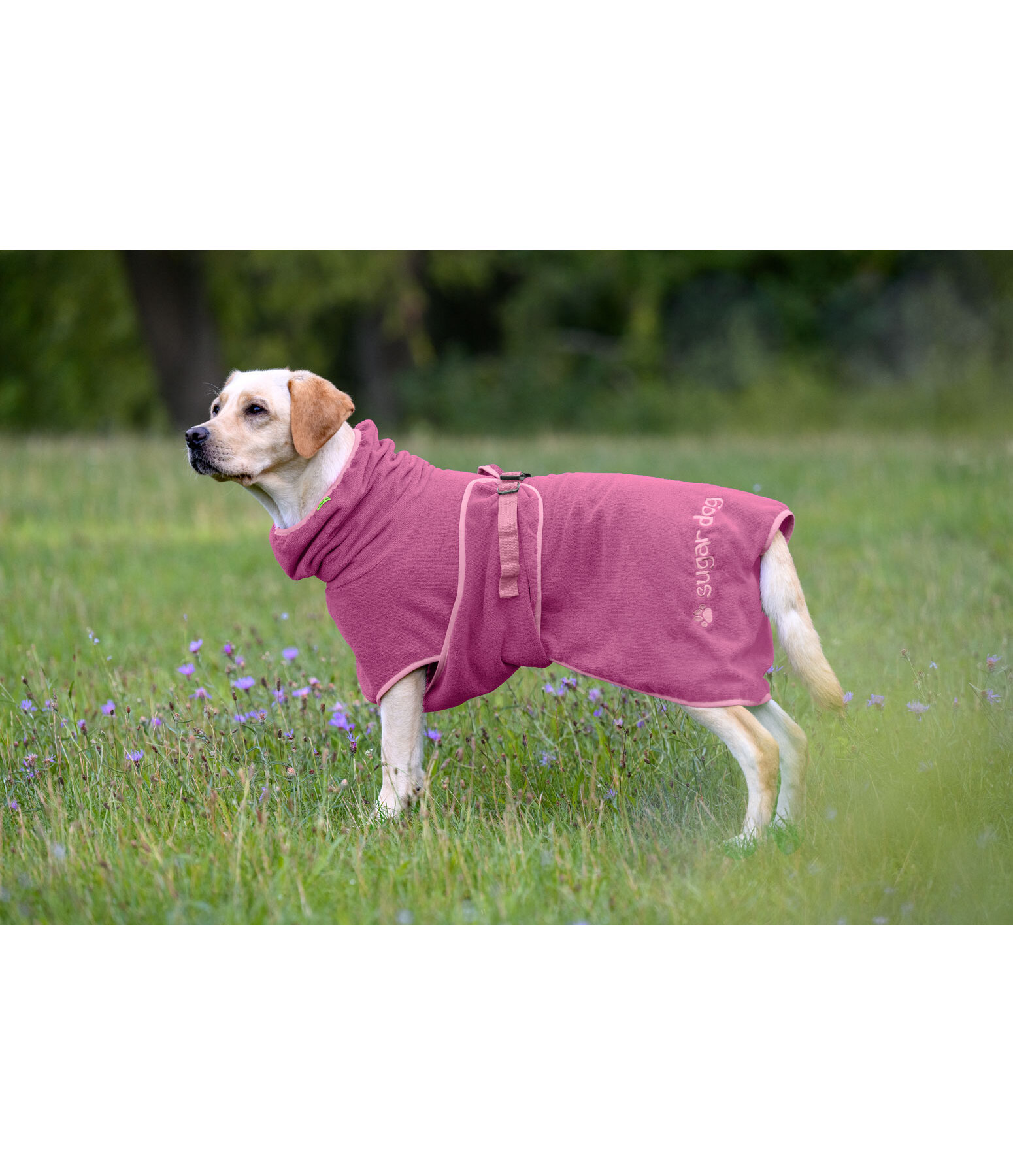 Chemise s�chante pour chien  Dry Dog II