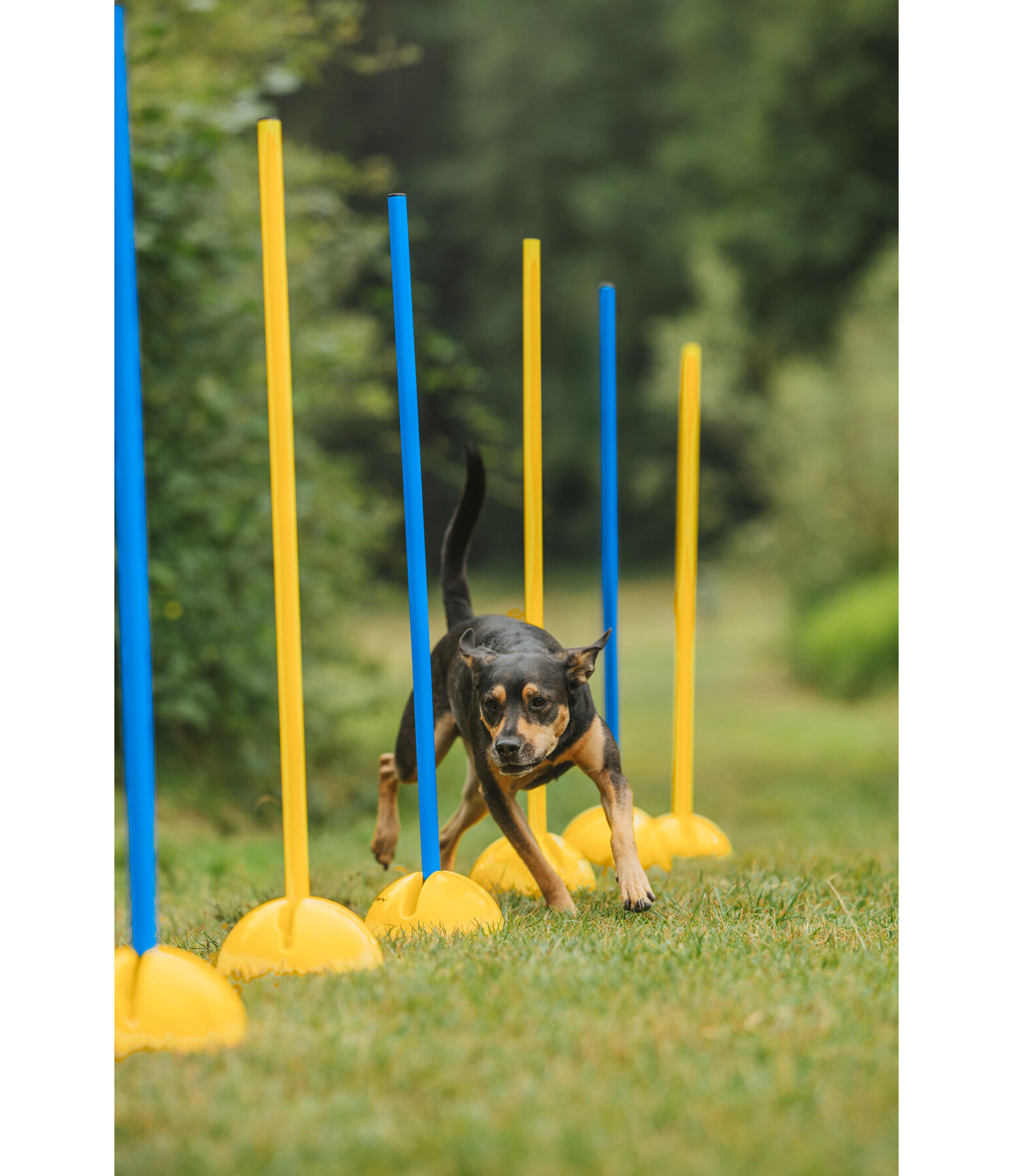 Barres d'agility