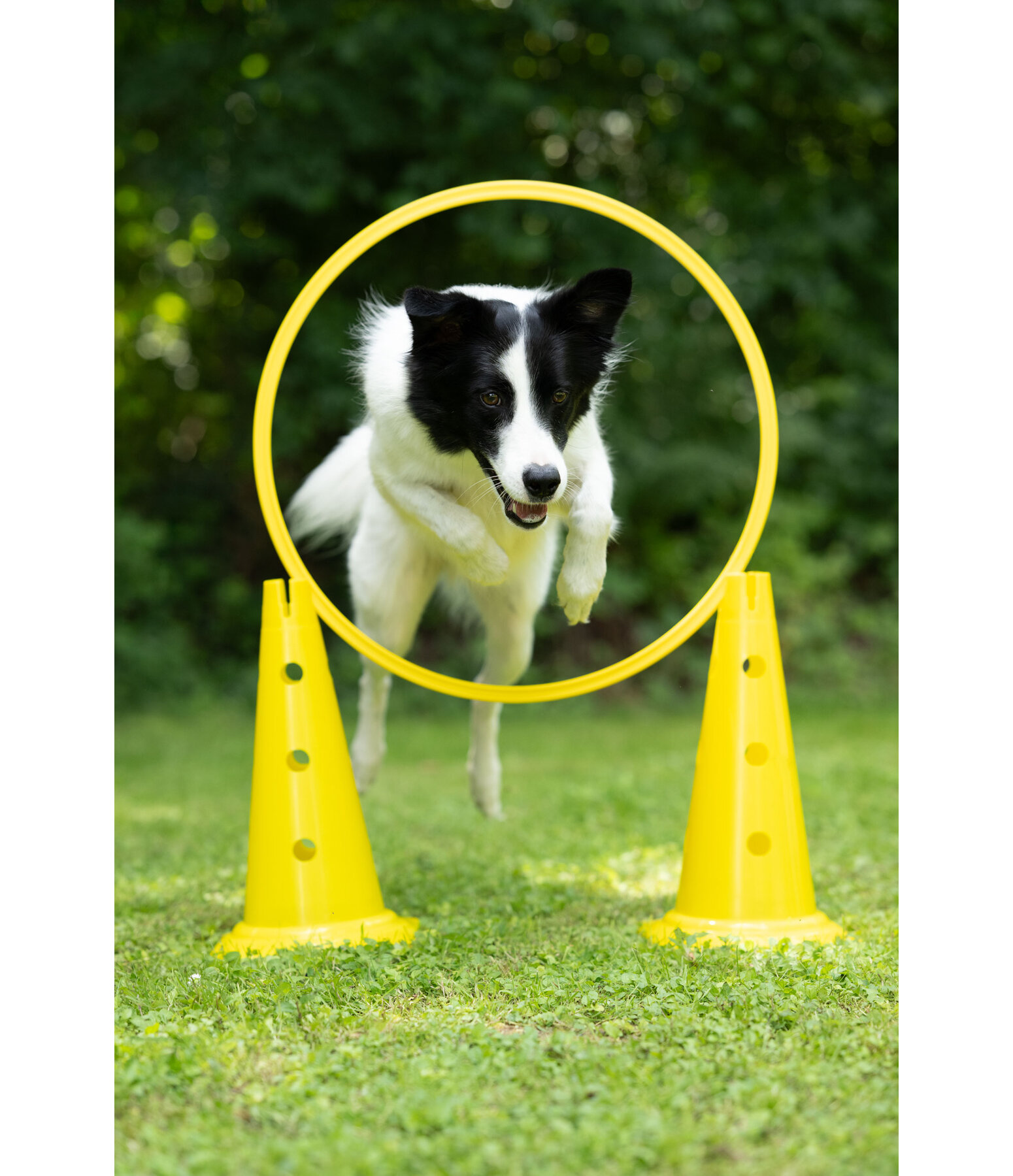 C�nes d'agility