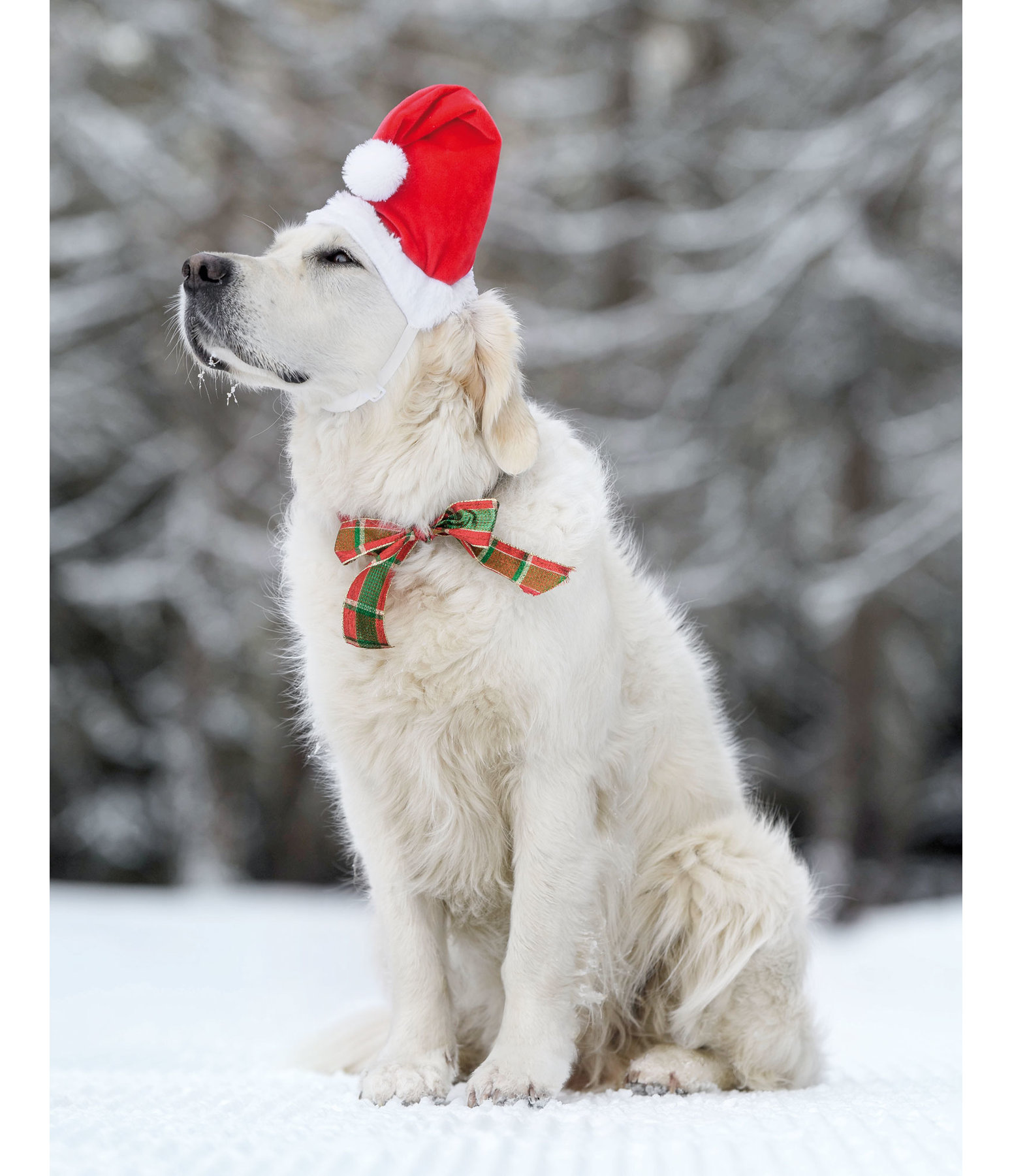 Bonnet de Noël pour chiens Santa - Kramer Paardensport
