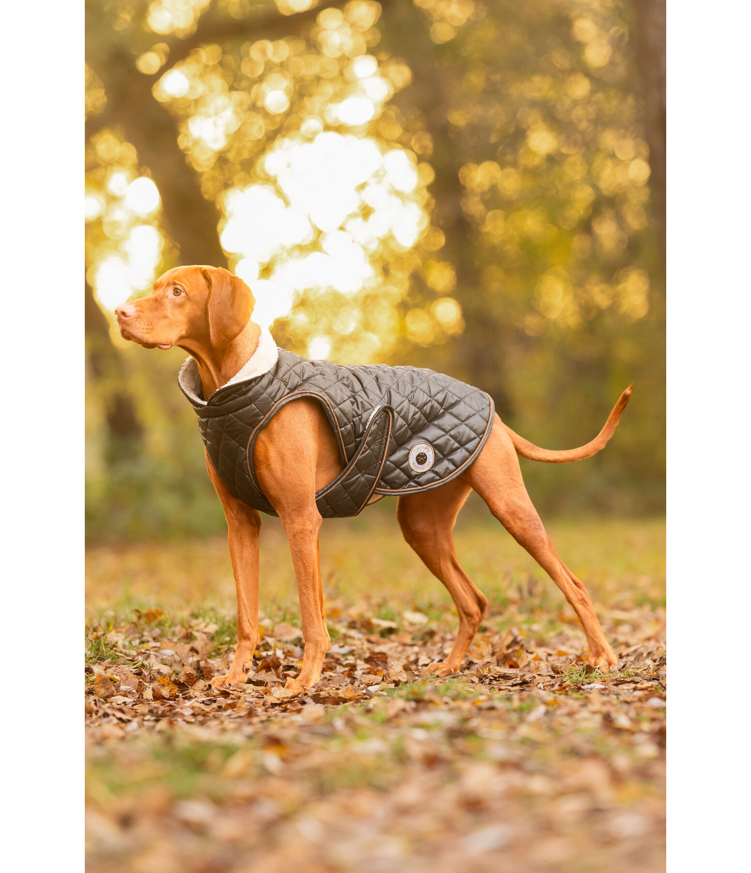 Manteau avec doublure en polaire Teddy pour chien  Archie, 160 g