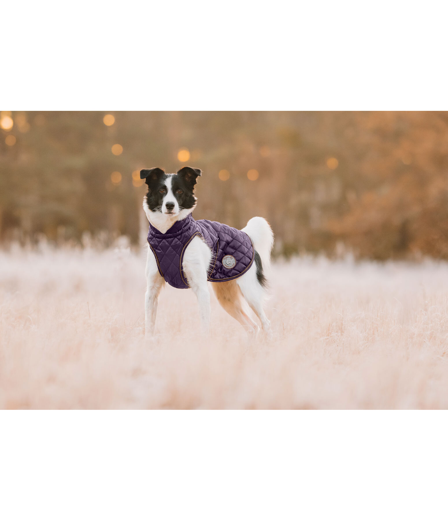 Manteau avec doublure en polaire Teddy pour chien  Archie, 160 g