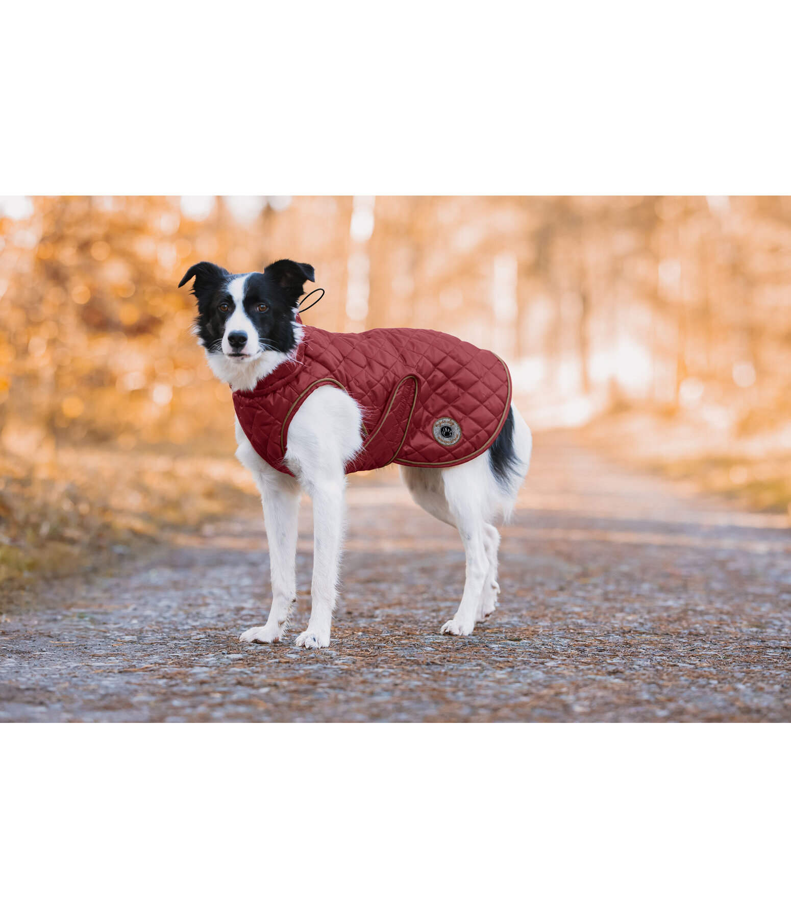 Manteau avec doublure en polaire Teddy pour chien  Archie, 160 g