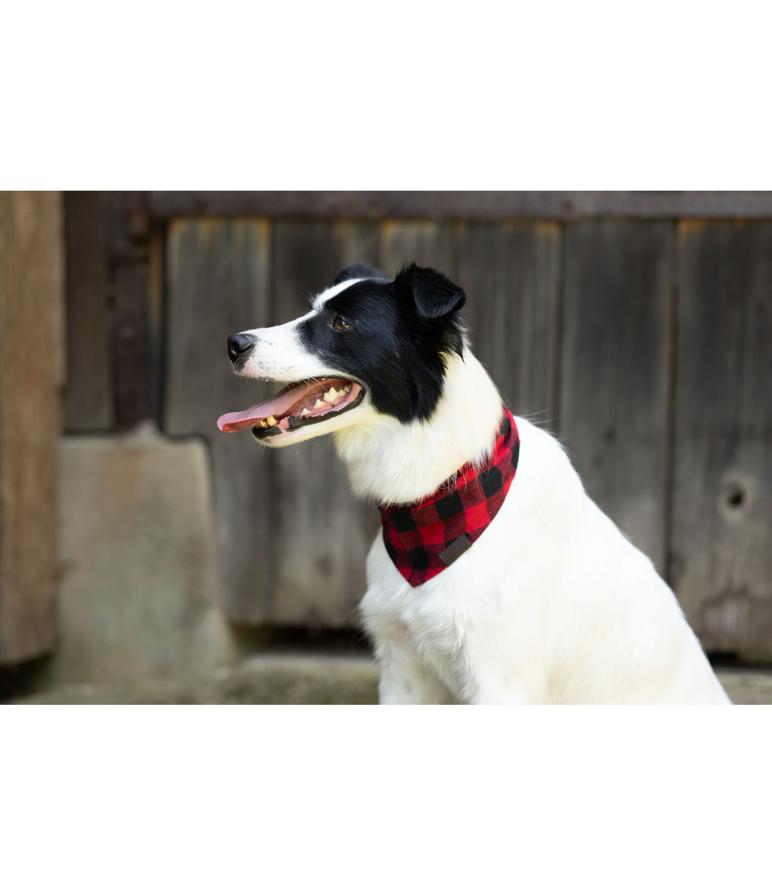 Foulard pour chien  Henry