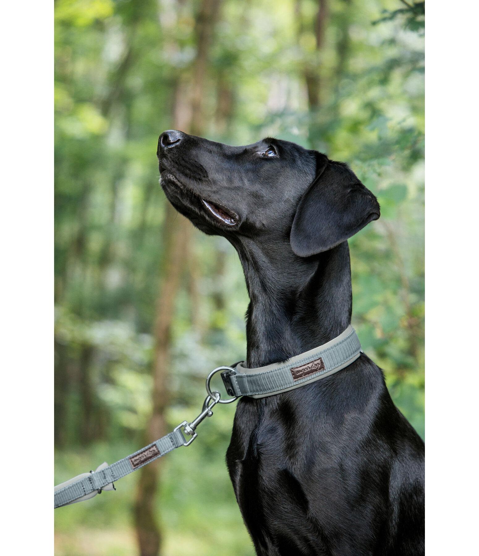 Collier pour chien  Becks