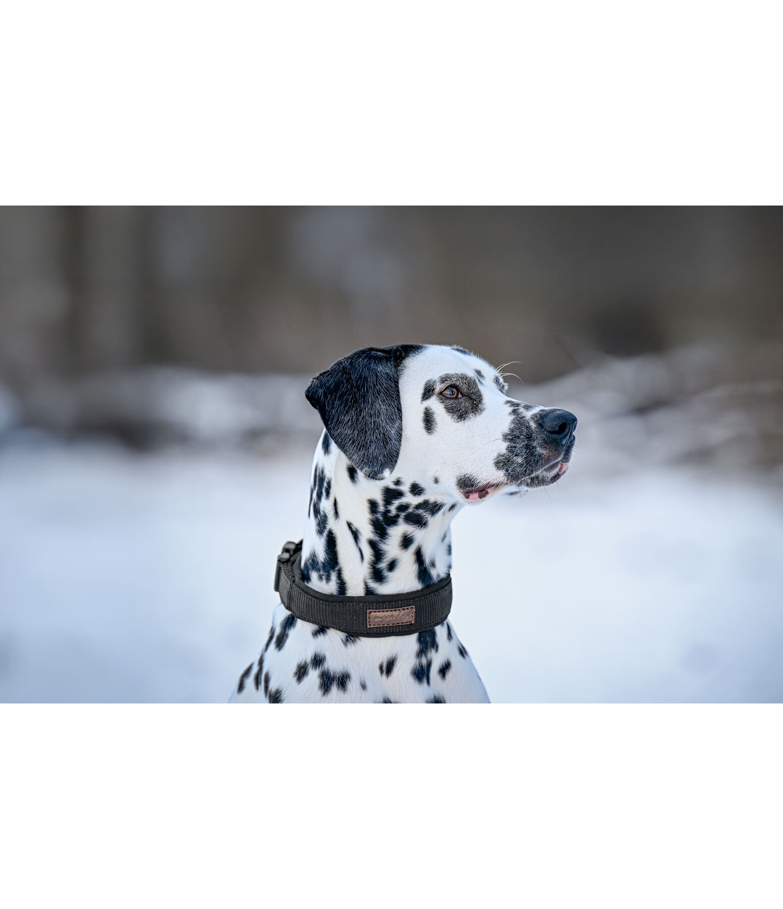 Collier pour chien  Becks