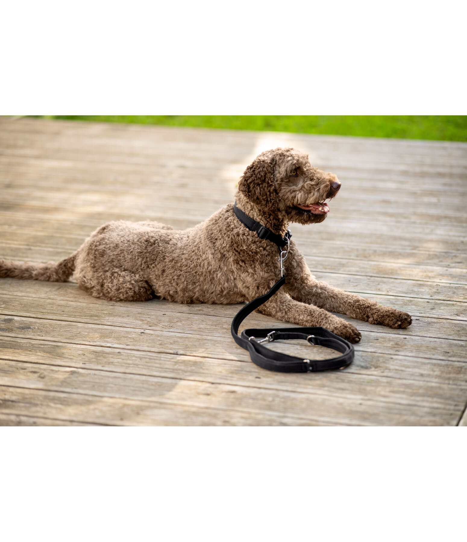 Collier pour chien  Becks