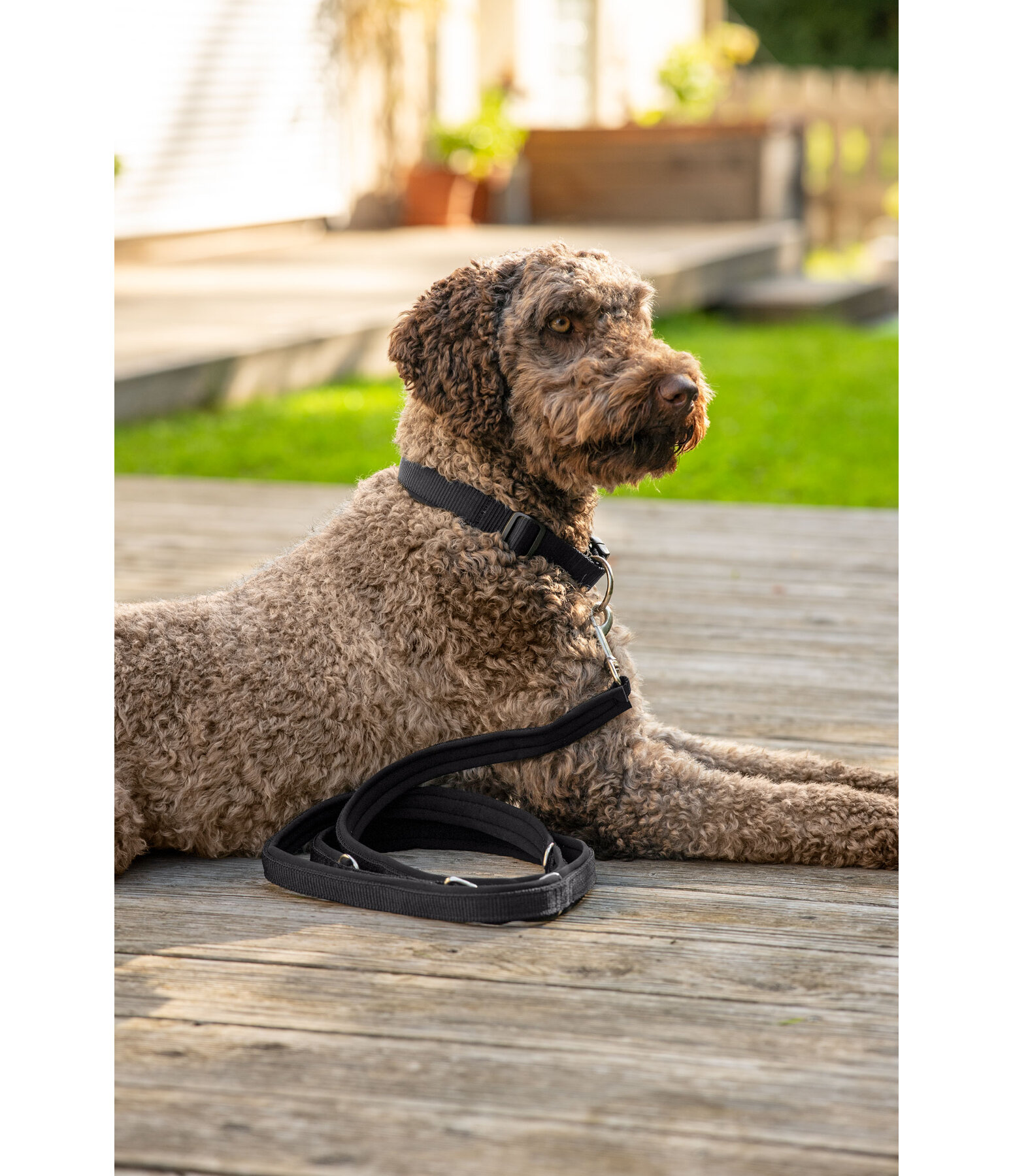 Laisse pour chien  Jade