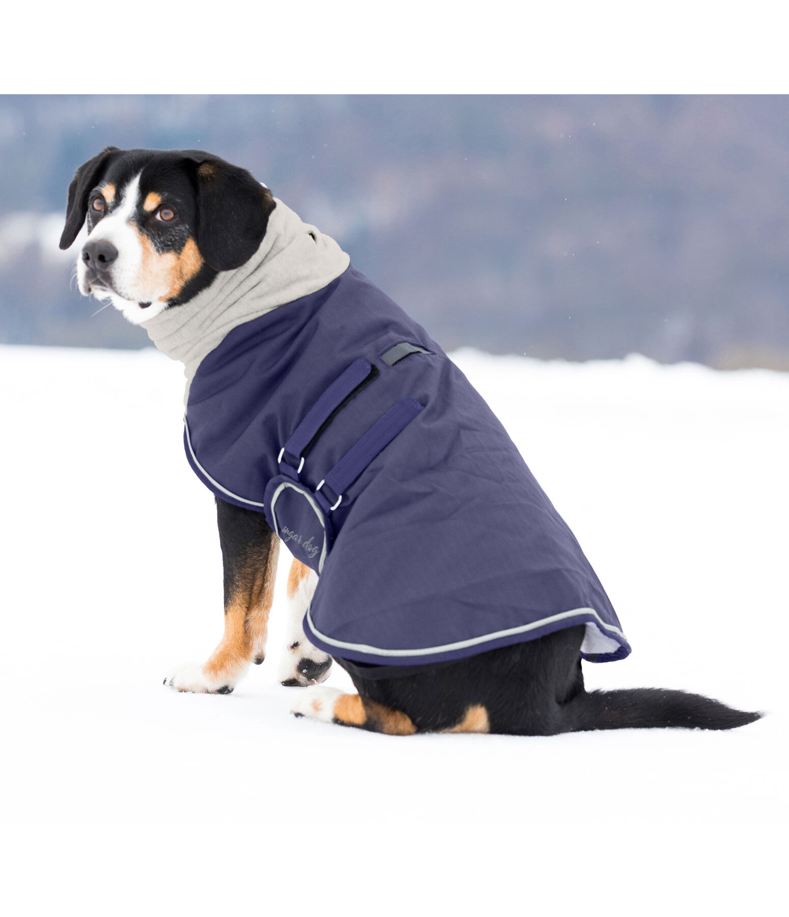 manteau d hiver chien