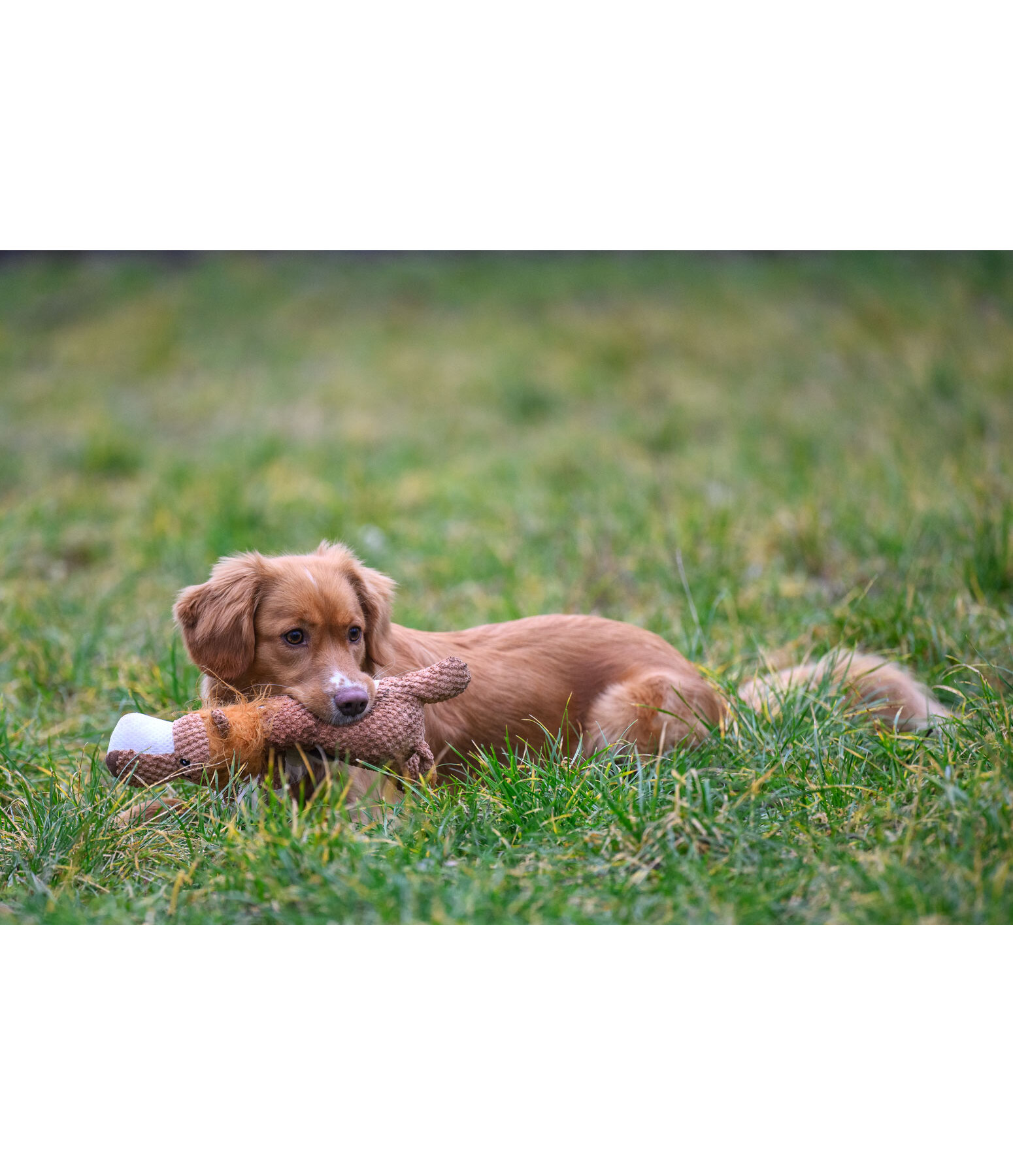 Peluche lion pour chien  Lio