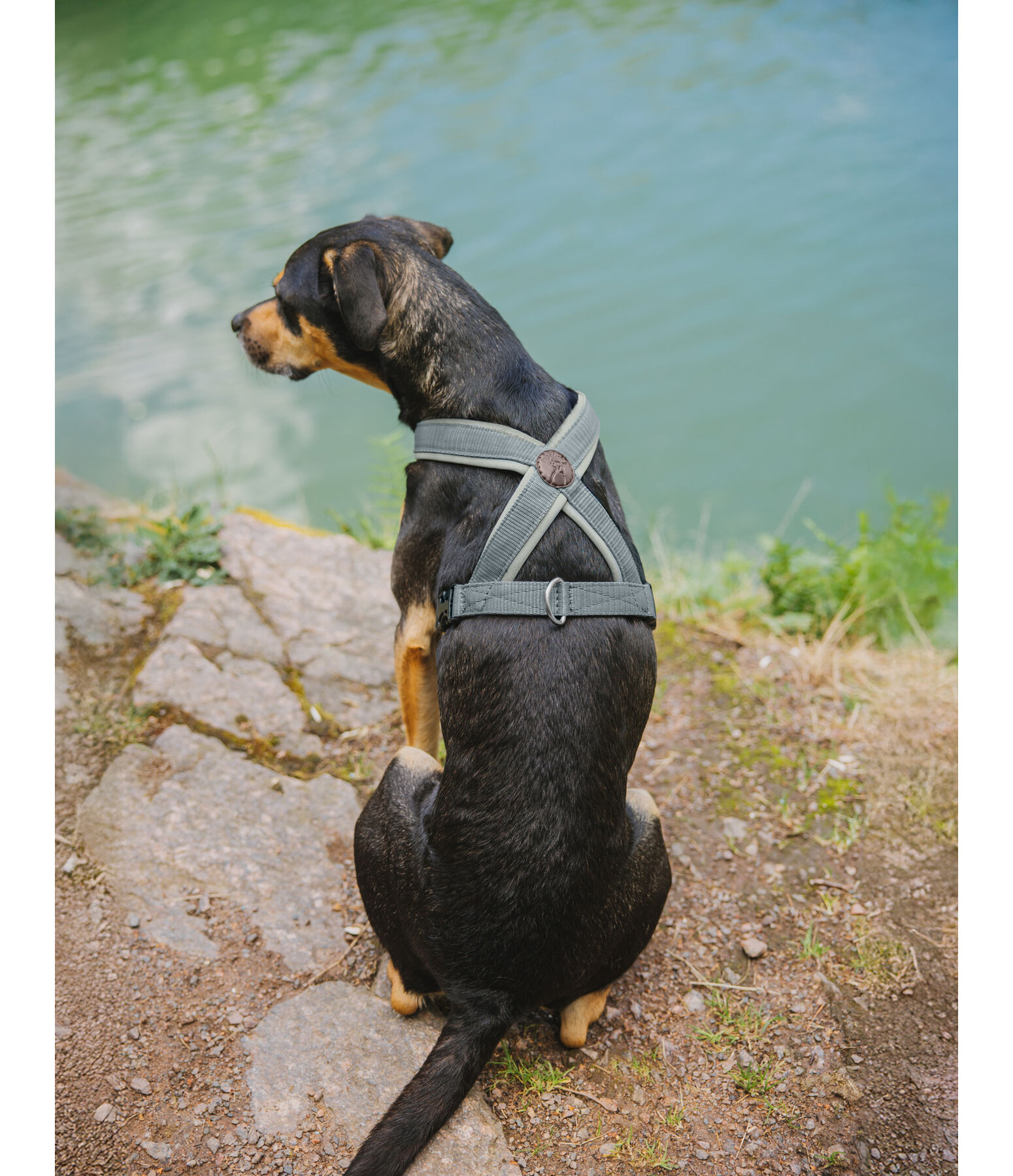 Harnais pour chien  Piper
