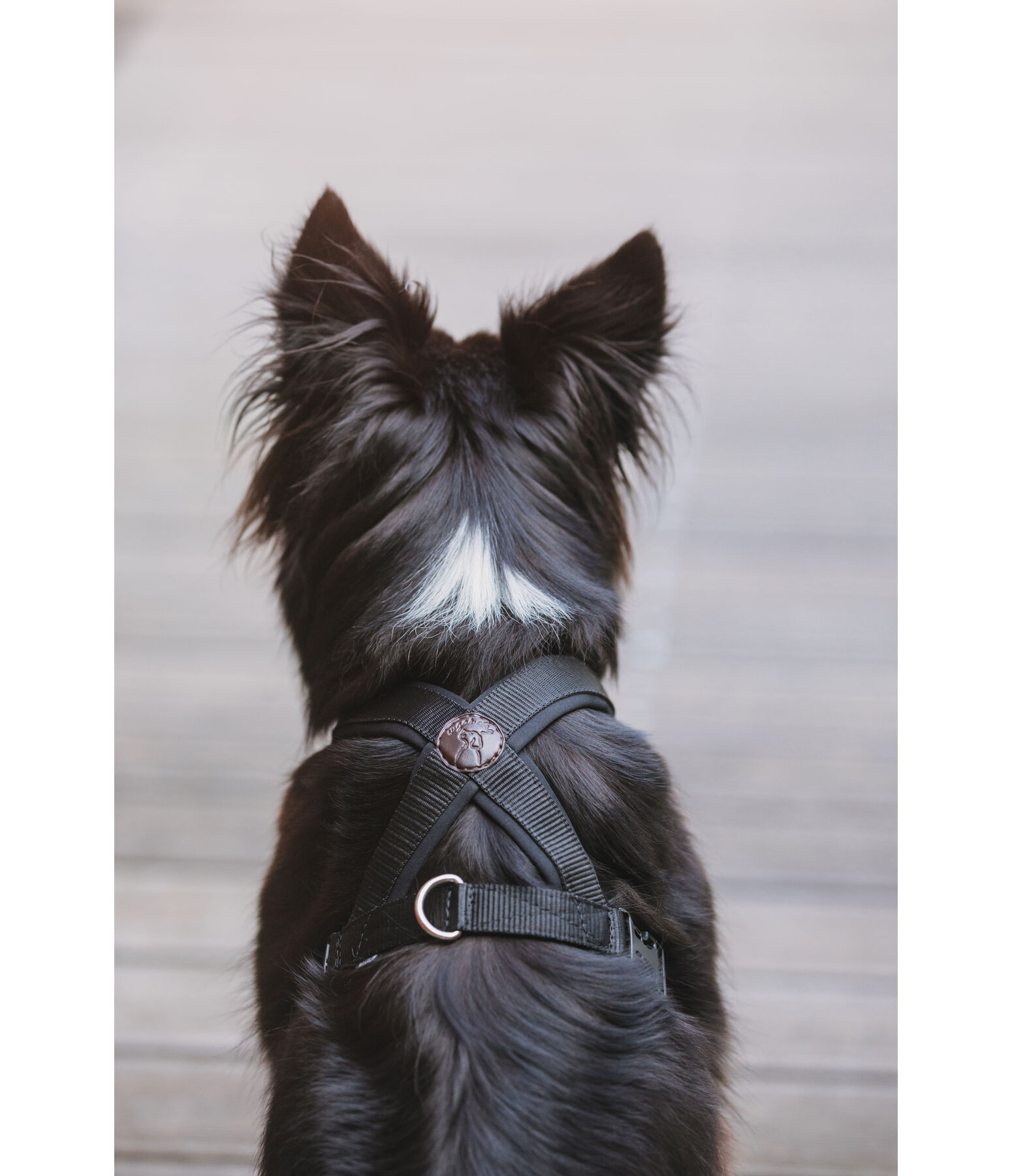 Harnais pour chien  Piper