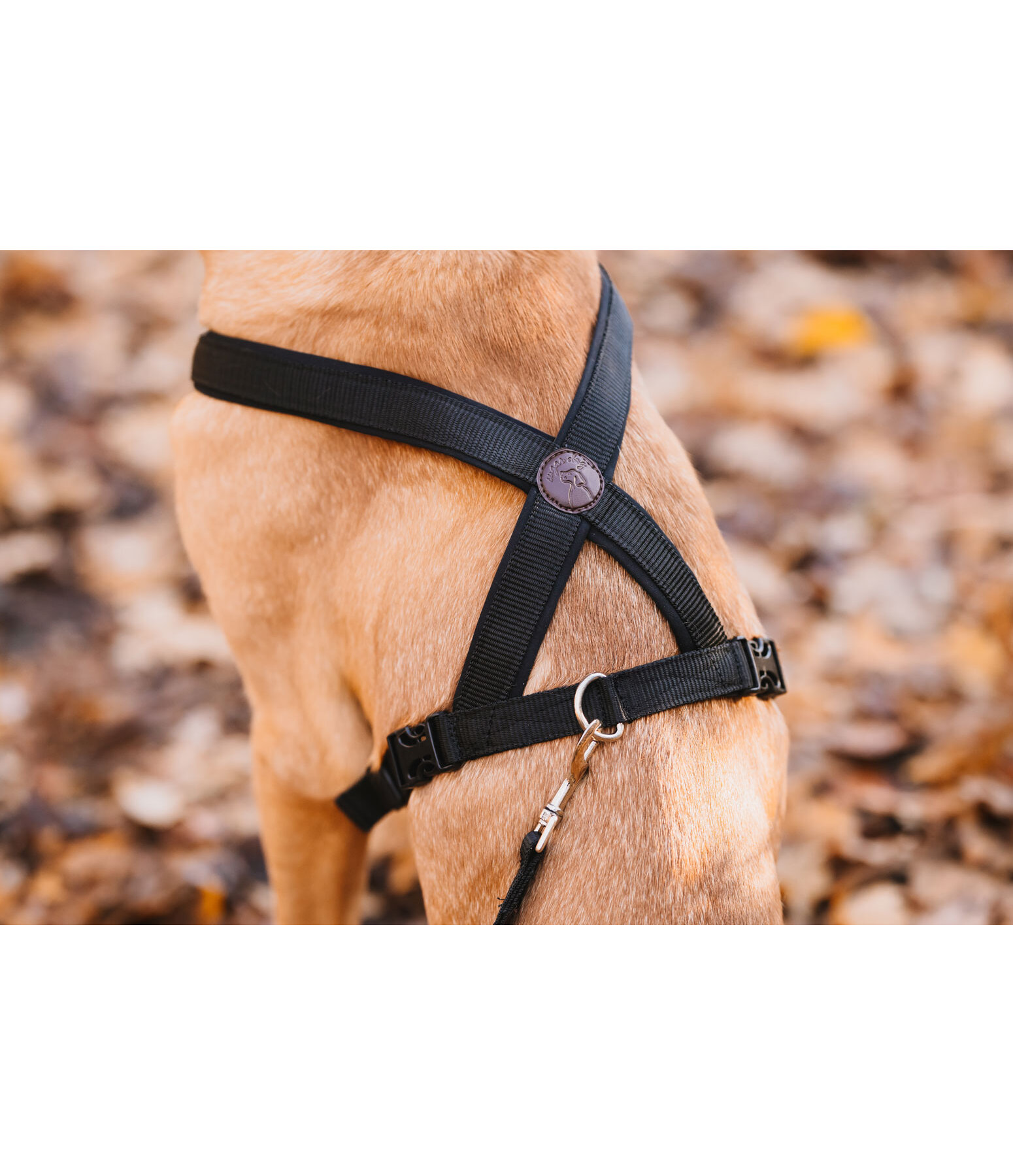 Harnais pour chien  Piper