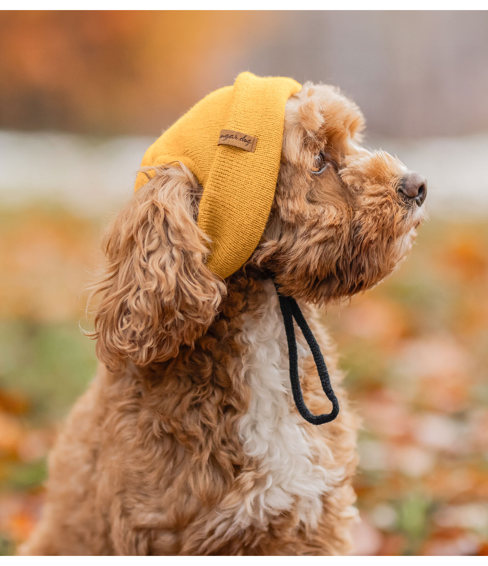 Bonnet pour chien  Evin