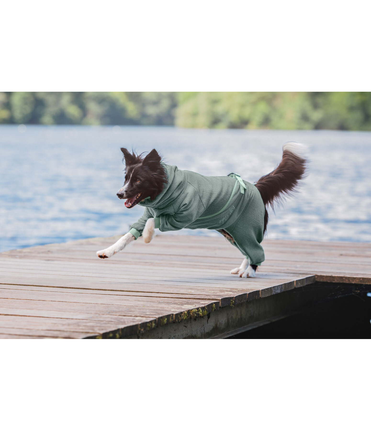Peignoir pour chien  Allover Dry