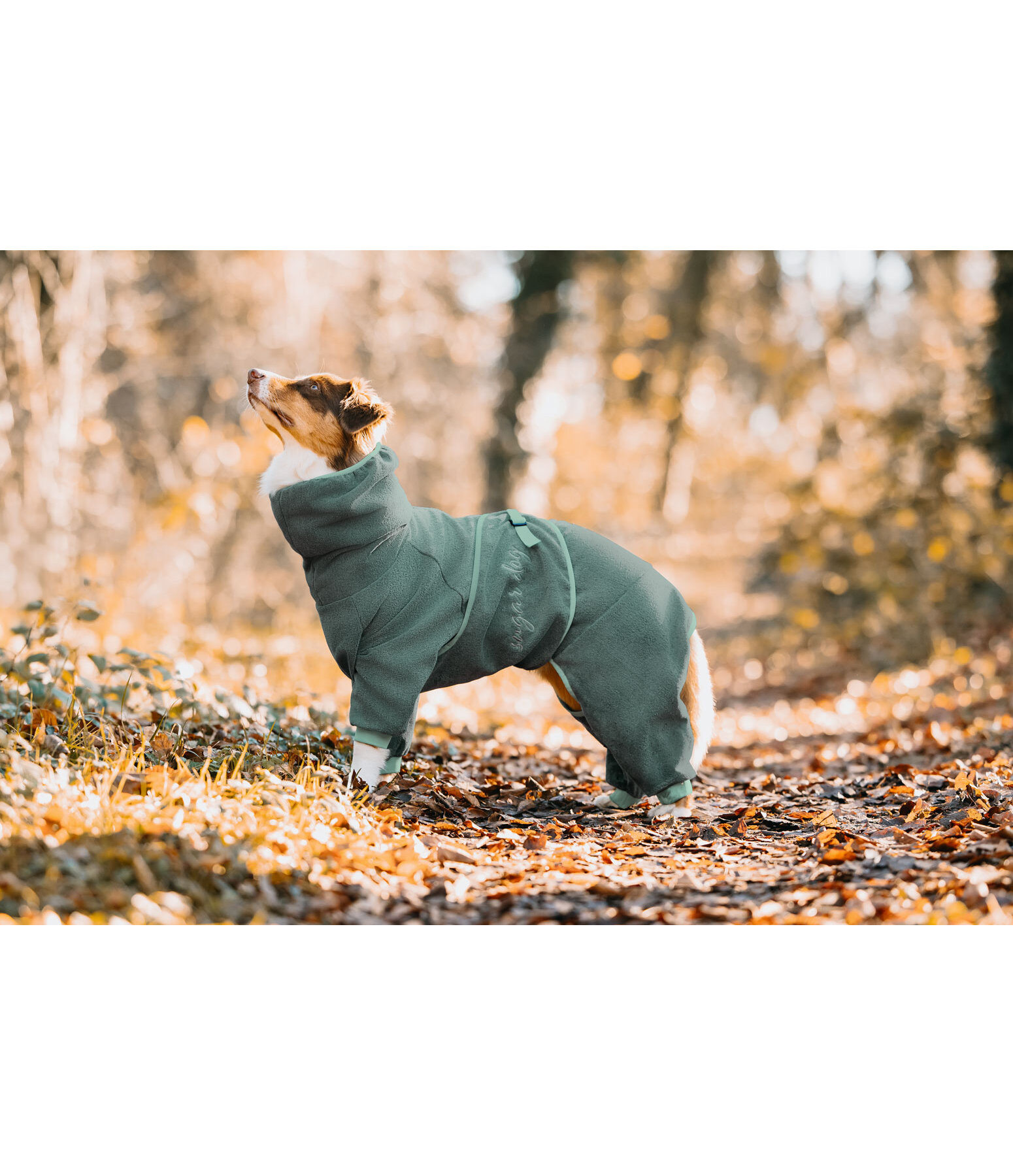 Peignoir pour chien  Allover Dry