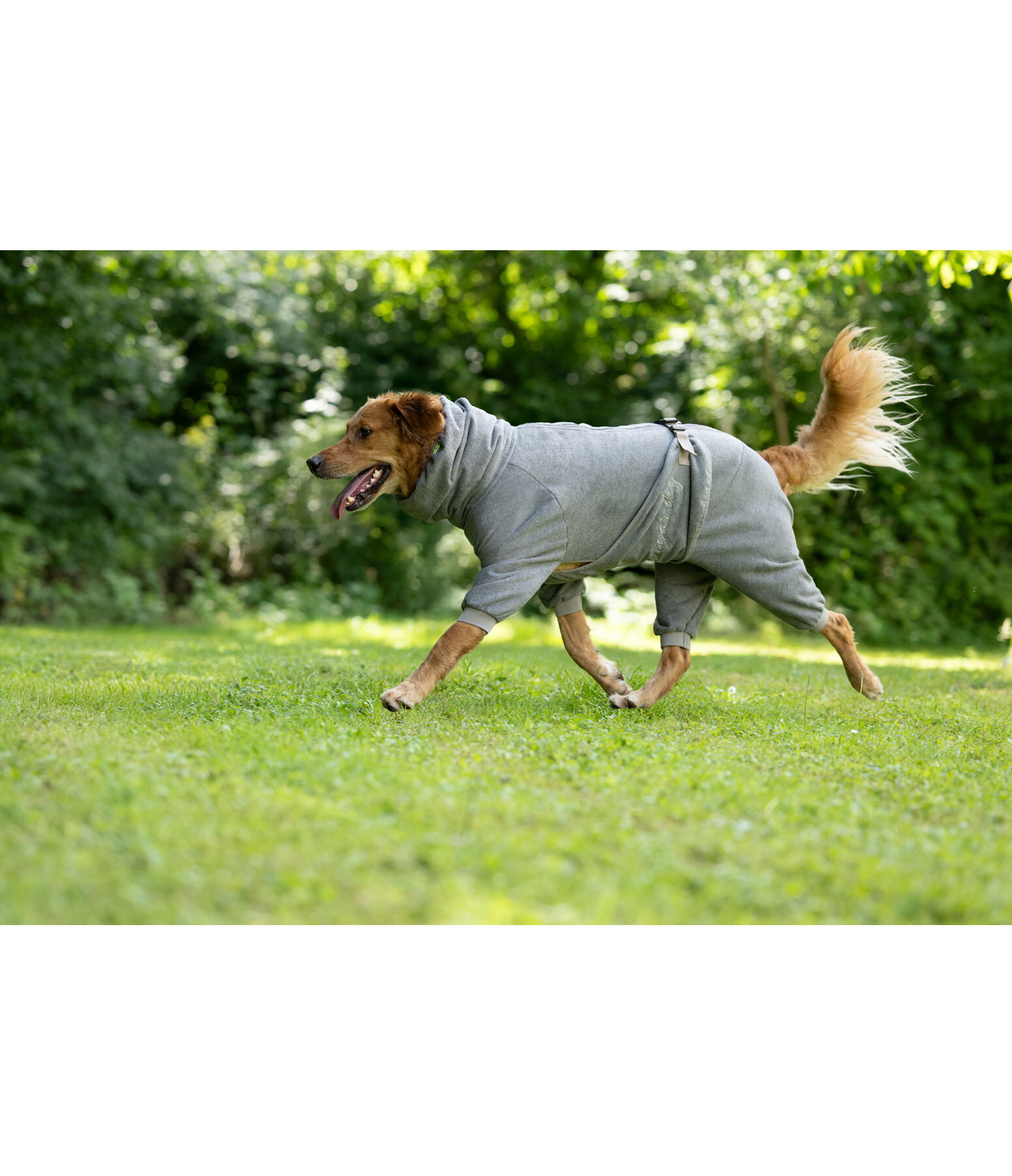 Peignoir pour chien  Allover Dry