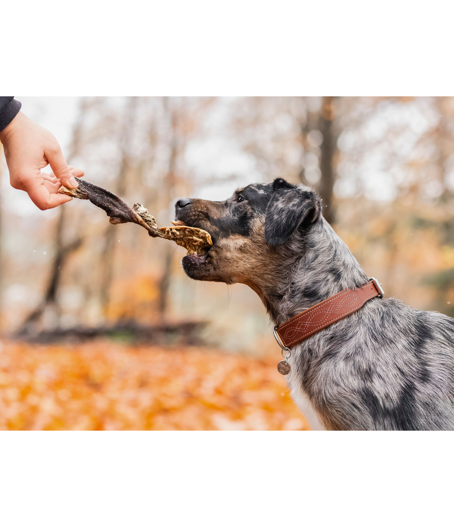 Panse de boeuf pour chien