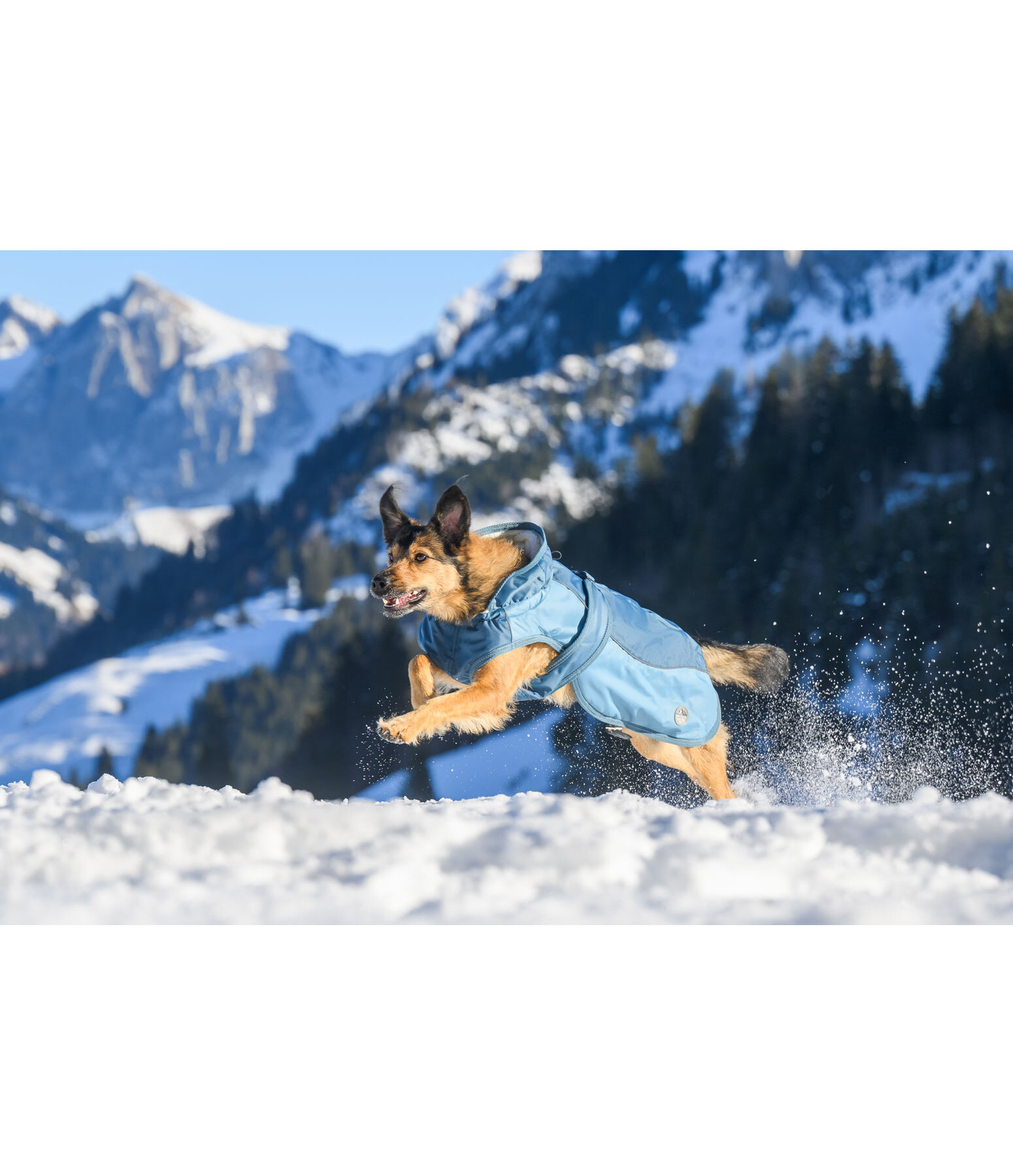 Manteau d'hiver pour chien avec doublure en polaire Teddy, 100 g  Glacier Bay