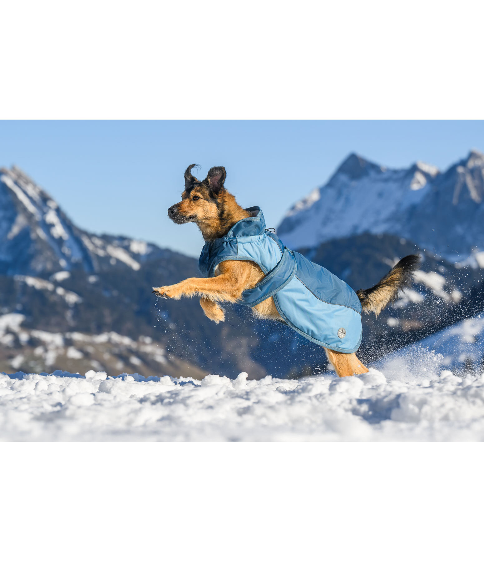 Manteau d'hiver pour chien avec doublure en polaire Teddy, 100 g  Glacier Bay