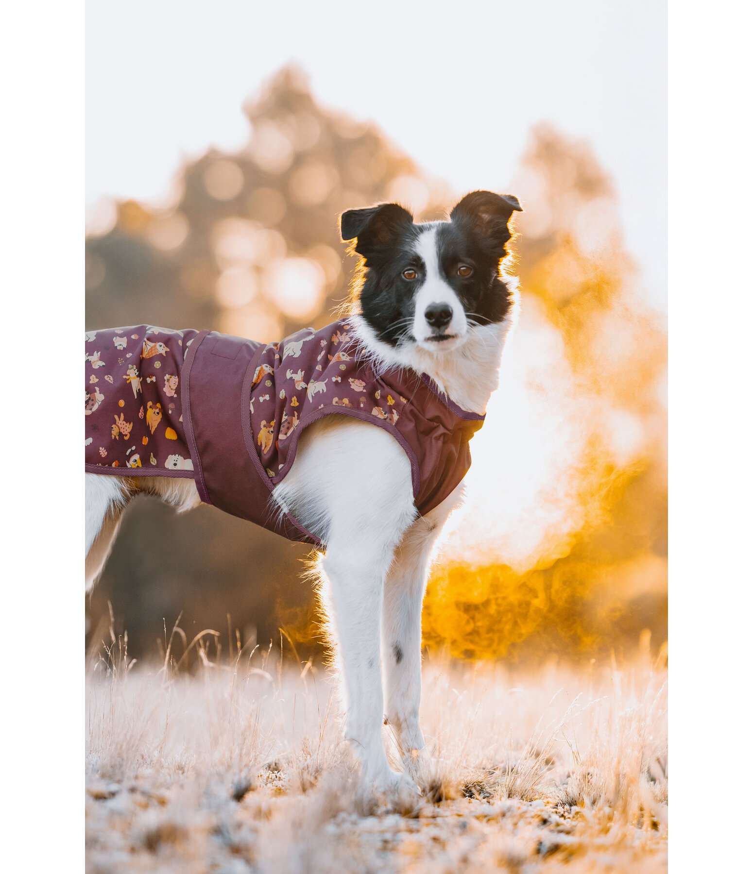 Impermable pour chien  Pumpkin Spice, 0 g