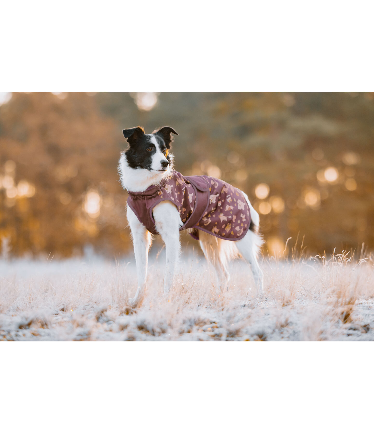 Impermable pour chien  Pumpkin Spice, 0 g