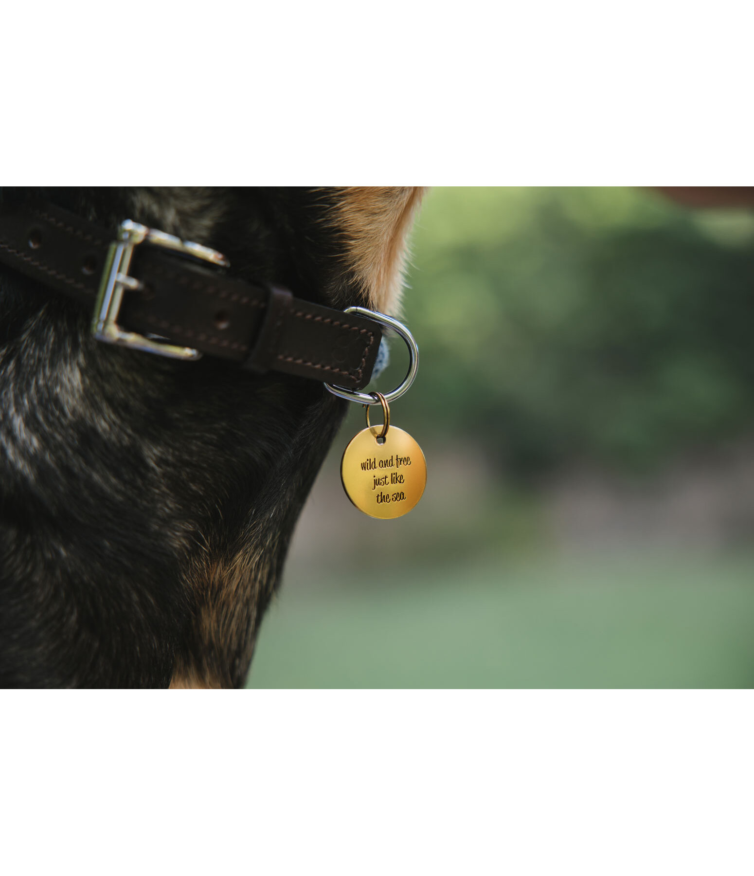 Mdaille  Travel Buddy