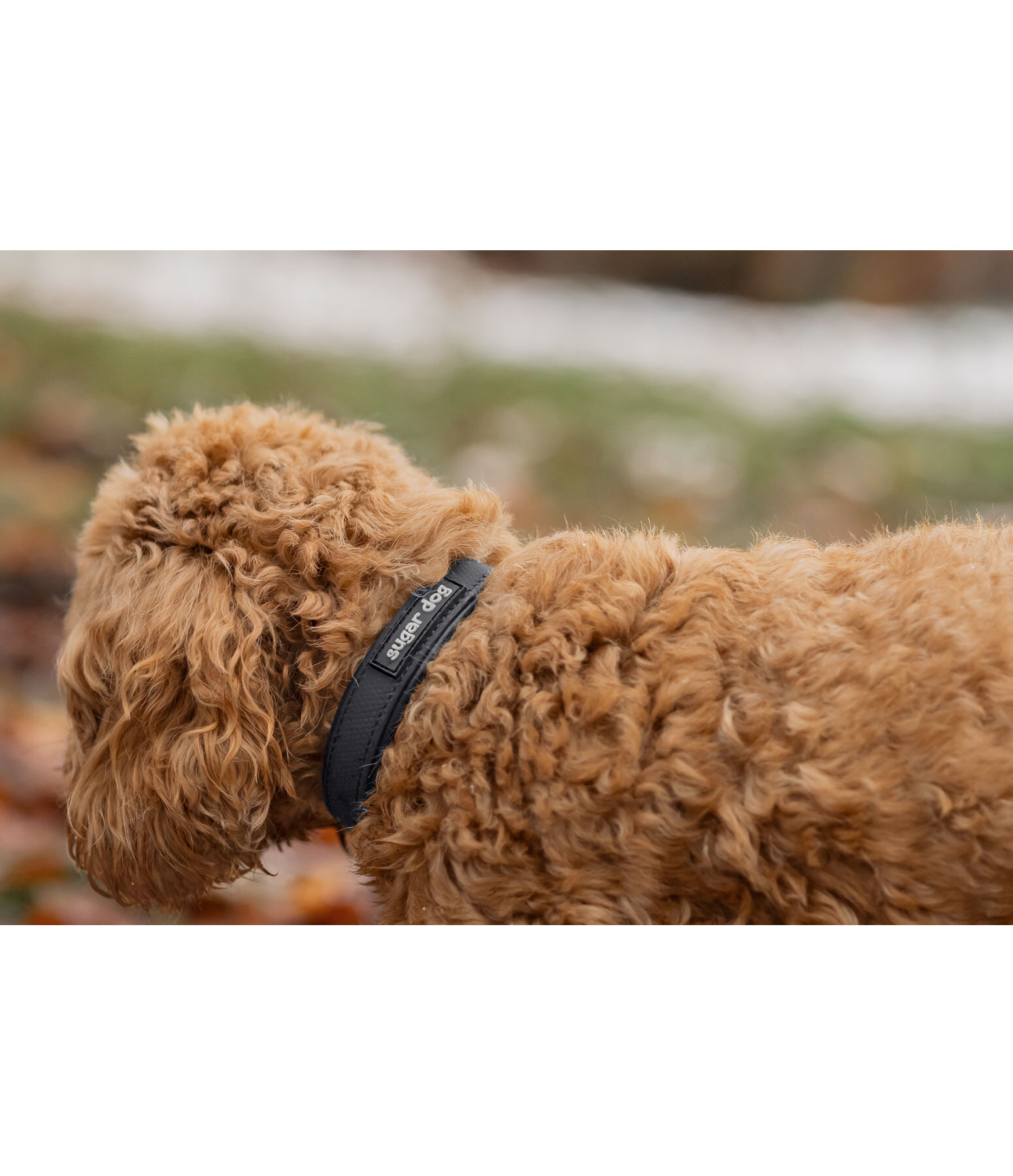 Collier waterproof pour chien  Mable