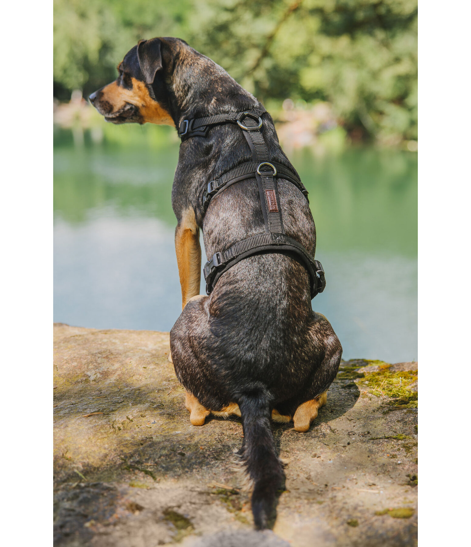 Harnais de scurit pour chien  Irmi