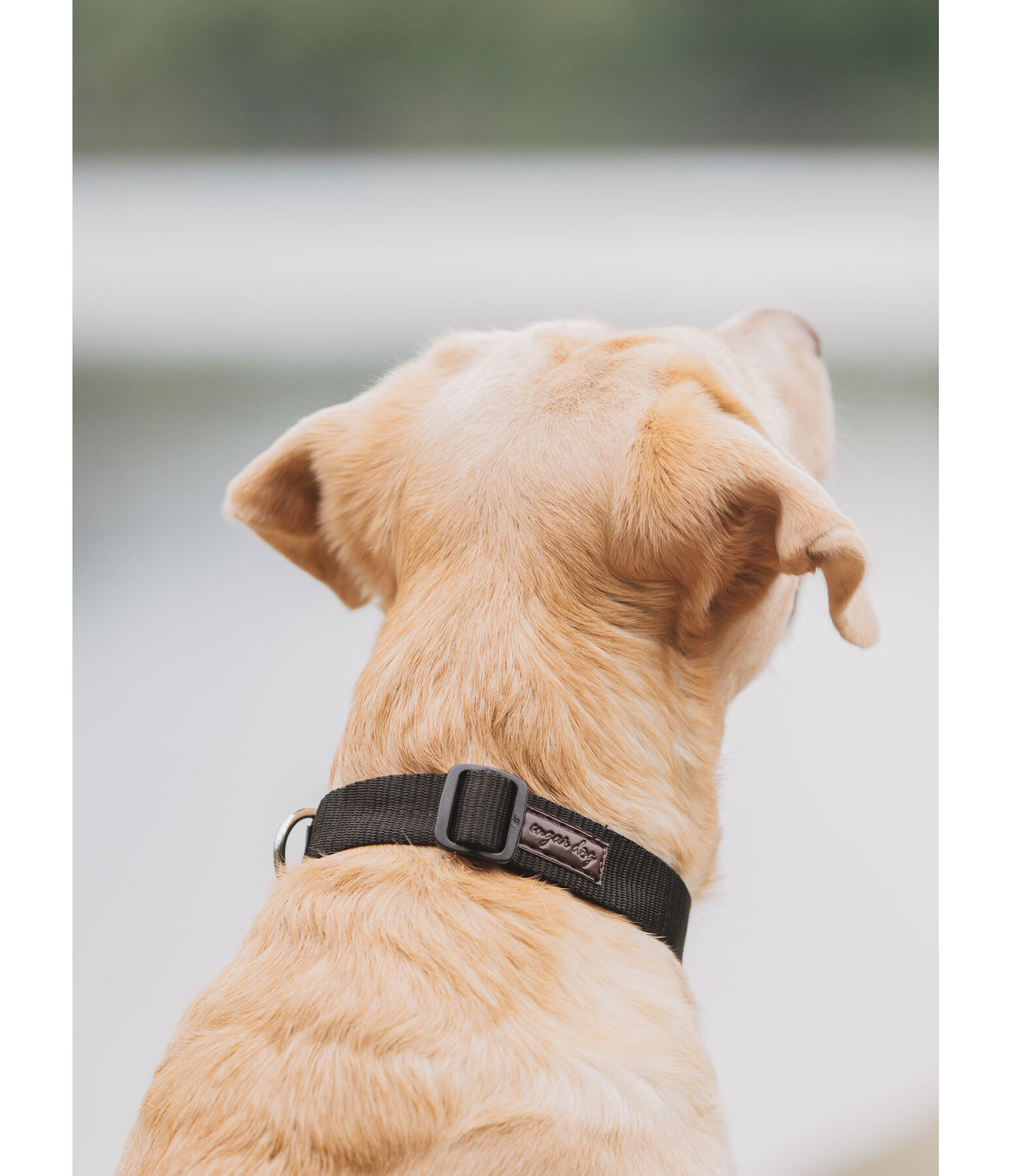 Collier pour chien  Champ