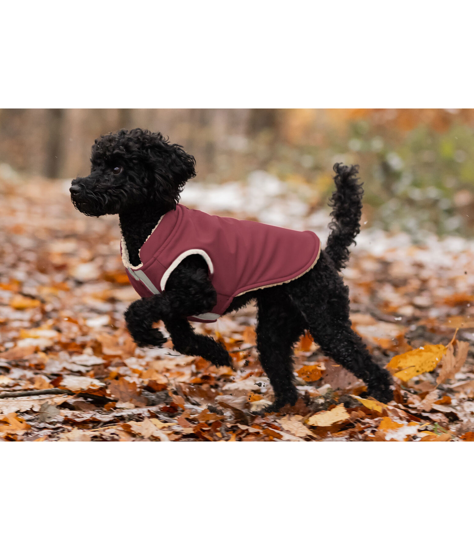 Gilet softshell rversible pour chien  Willa, 80 g