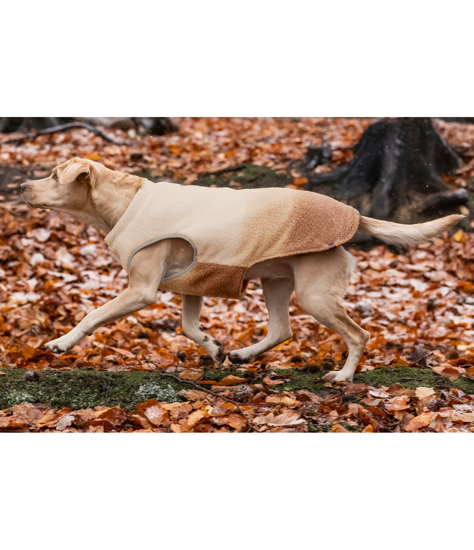 Gilet softshell rversible pour chien  Willa, 80 g