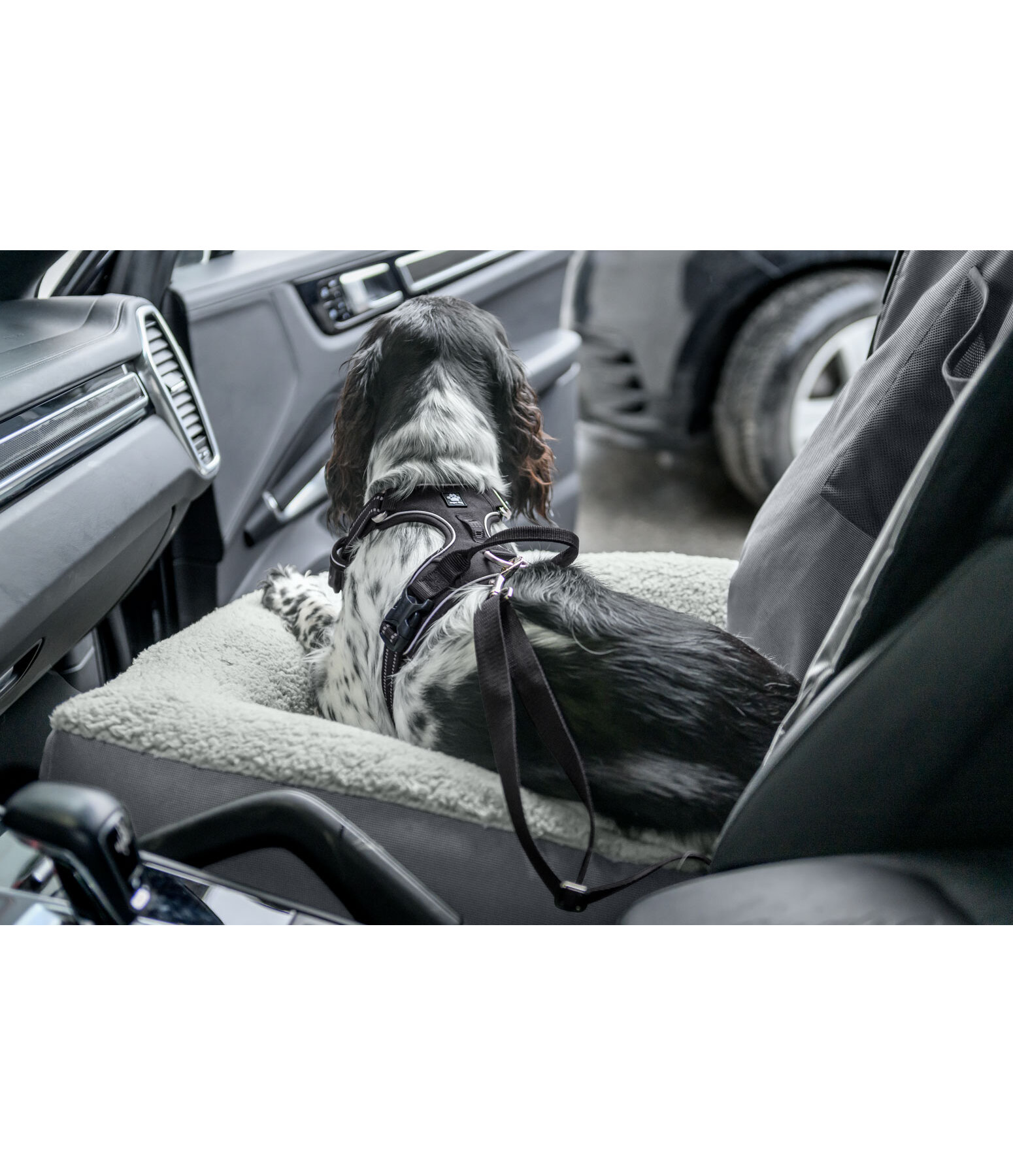 Coussin sige-auto pour chien  Maine