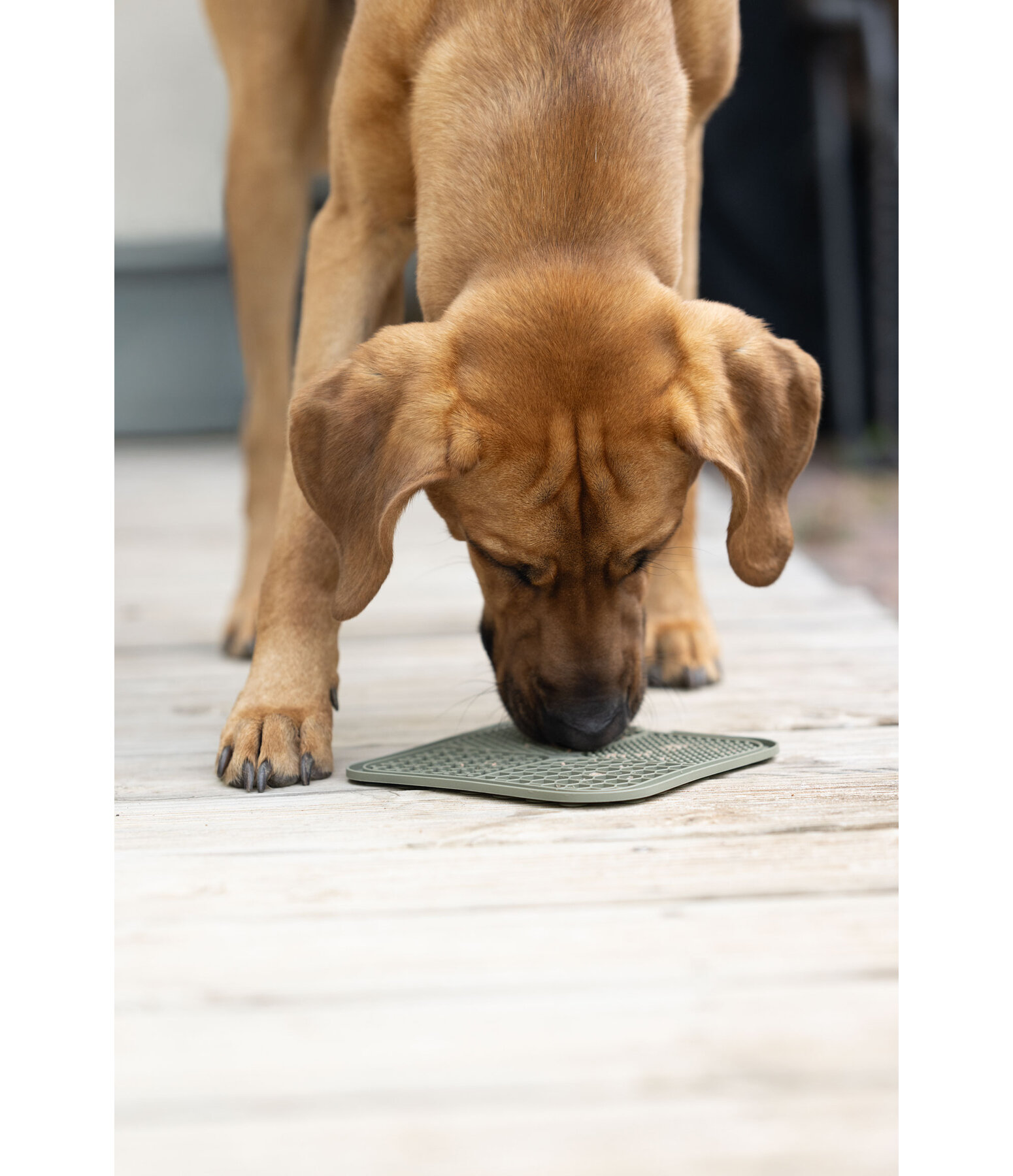 Tapis de l�chage pour chien  Classic Line