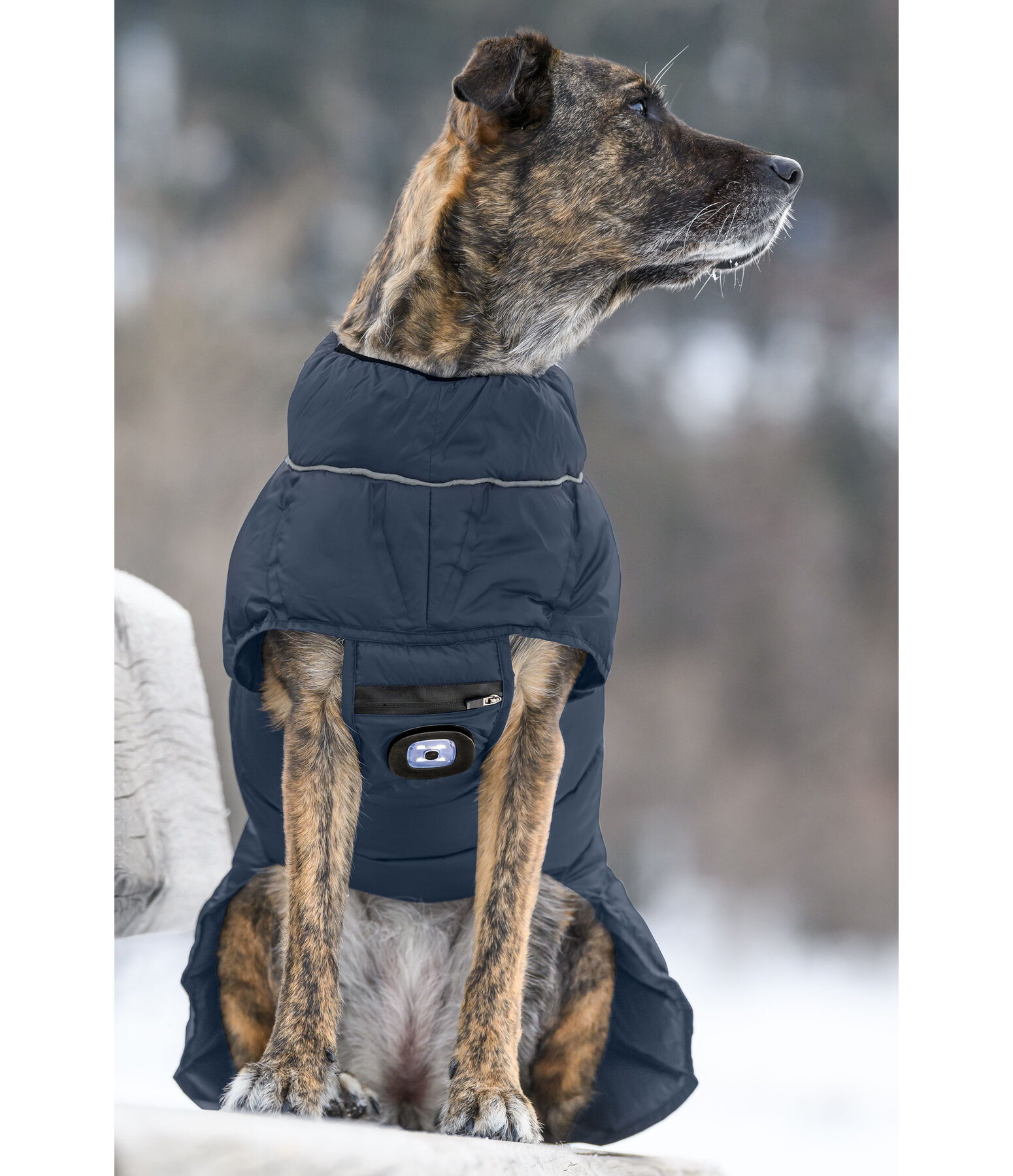 Manteau pour chien matelass avec lampe LED Arlo, 300 g