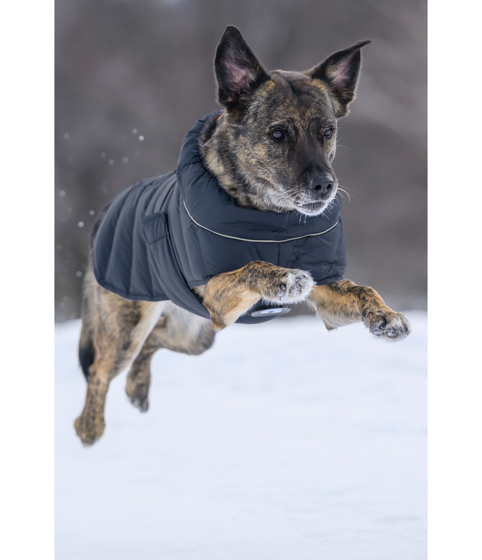 Manteau pour chien matelass� avec LED  Arlo, 300 g