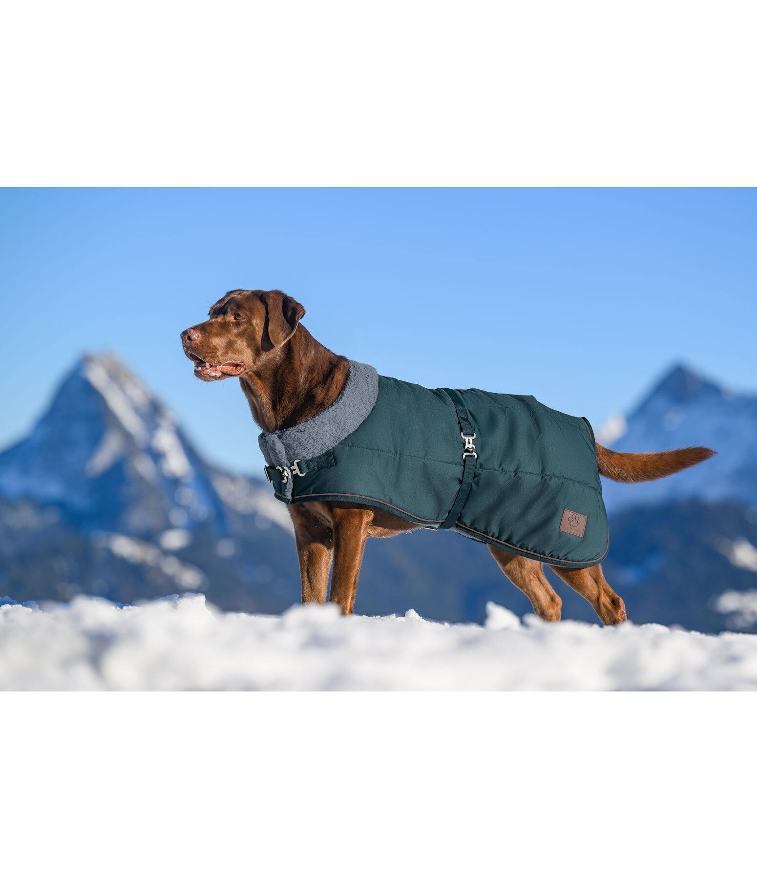 Manteau d'hiver pour chien avec doublure en fourrure Teddy  Gizmo, 200 g