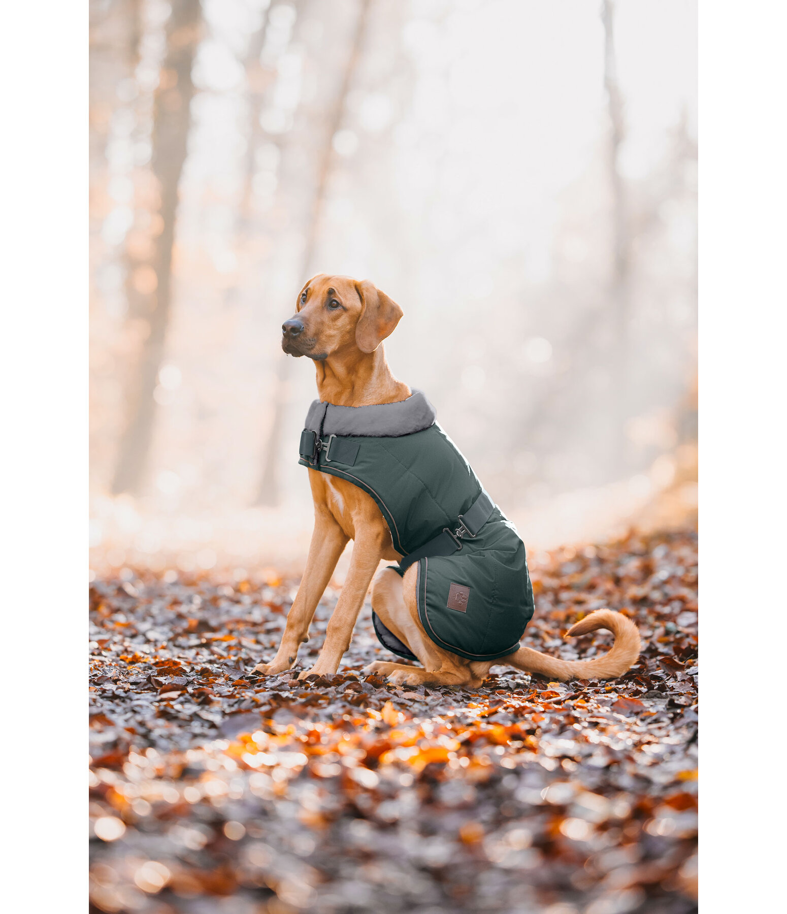 Manteau d'hiver pour chien avec doublure en fourrure Teddy  Gizmo, 200 g