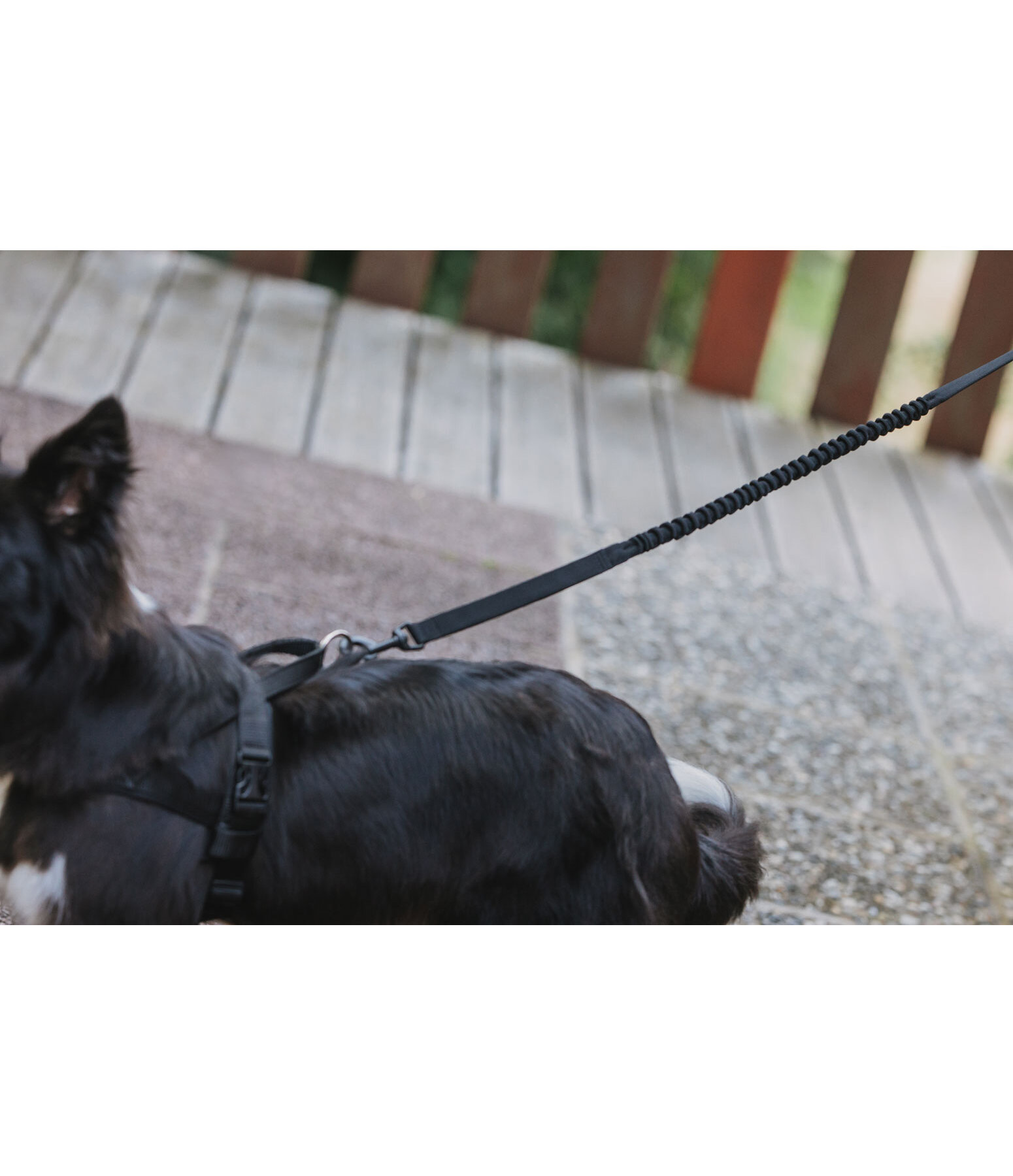 Laisse pour chien avec amortisseur  marathon