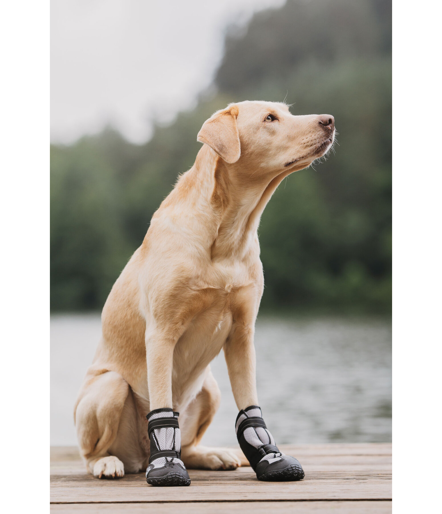 Chaussons pour chien  Dubai