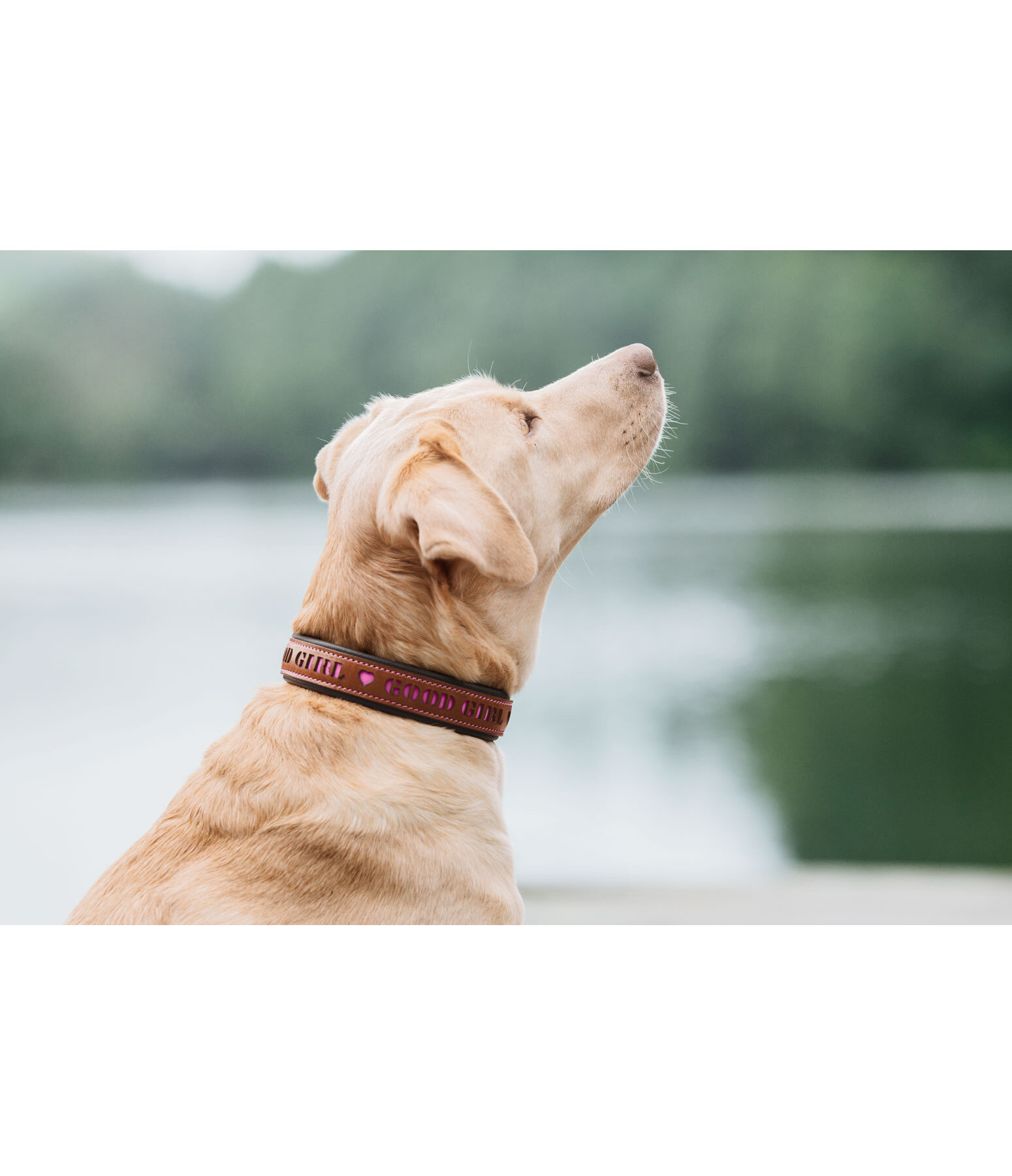Collier pour chien en cuir  Good Dog