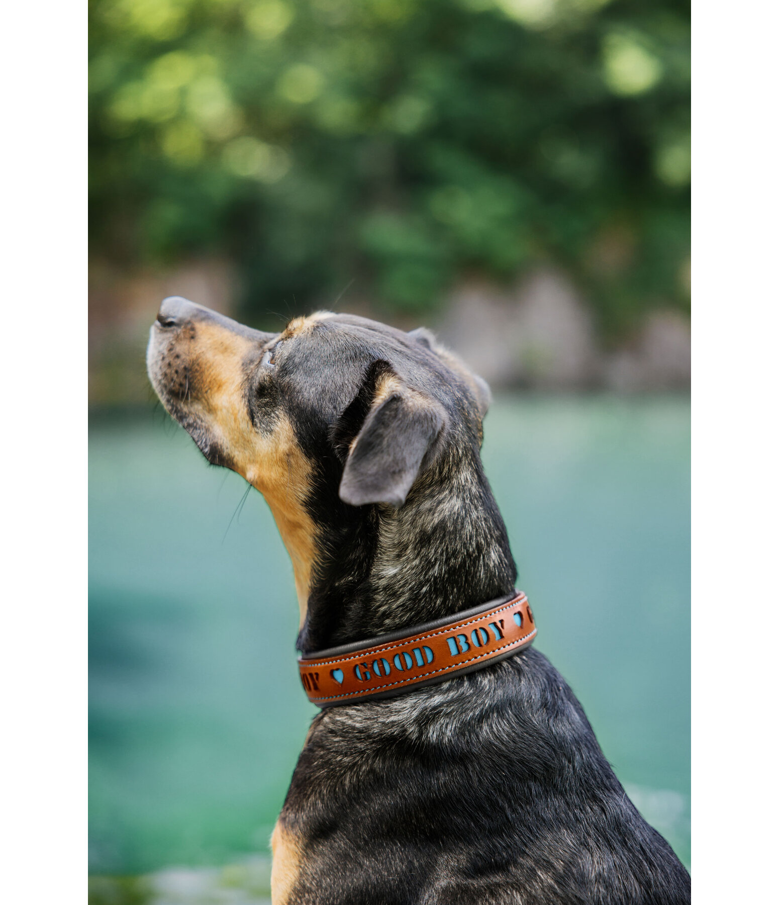 Collier pour chien en cuir  Good Dog