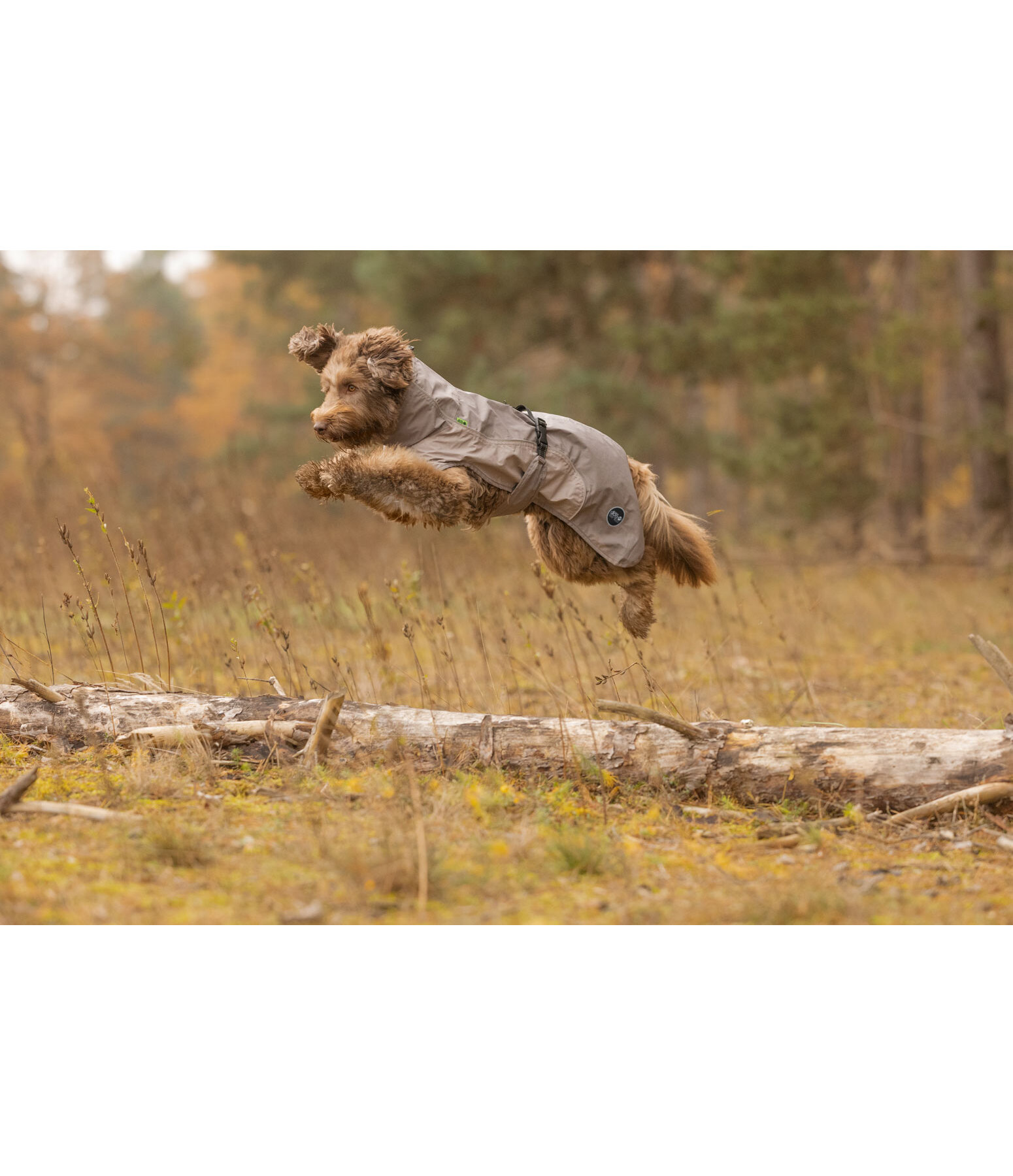 Manteau de pluie l�ger pour chien  Alma, 0 g