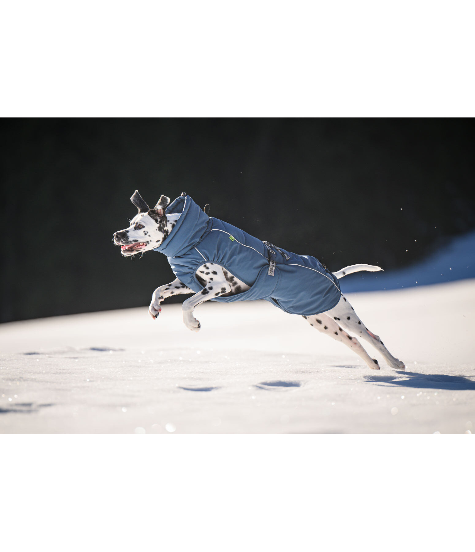 Manteau d'hiver pour chien  Marlon, 200-300 g