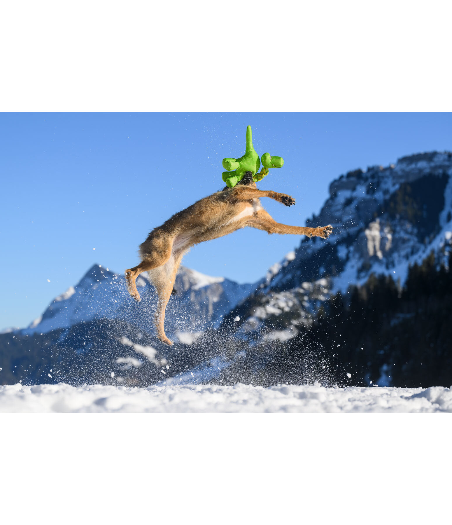 Jouet pour chien  Strong Dino
