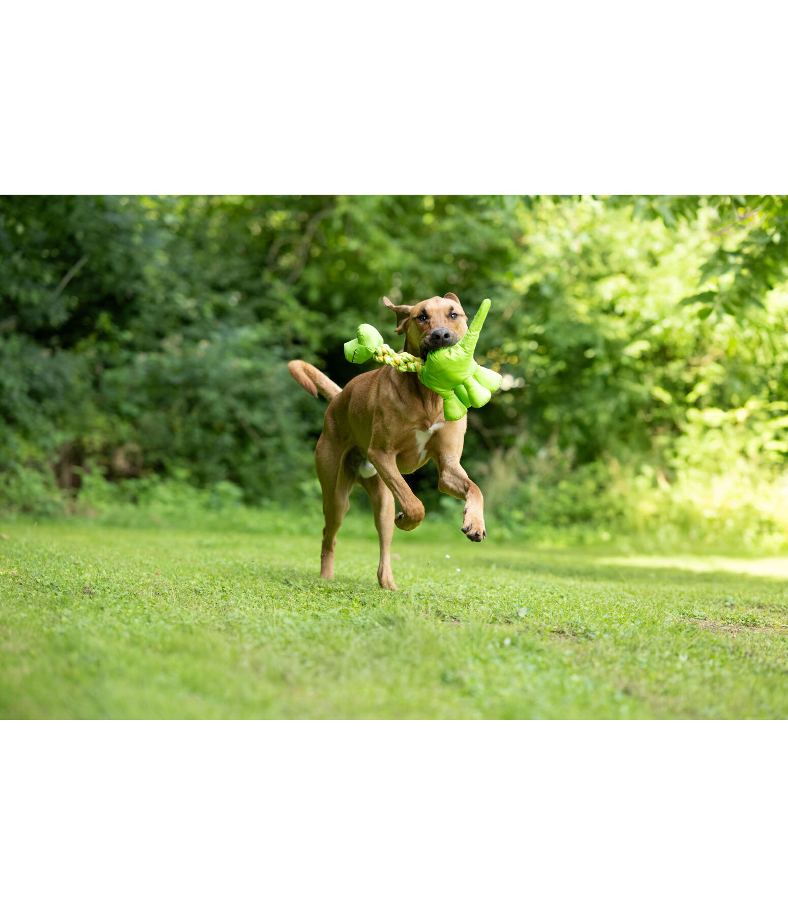 Jouet pour chien  Strong Dino